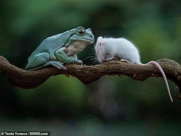Frog Catching Rat Frog and rat in love | Scrolller