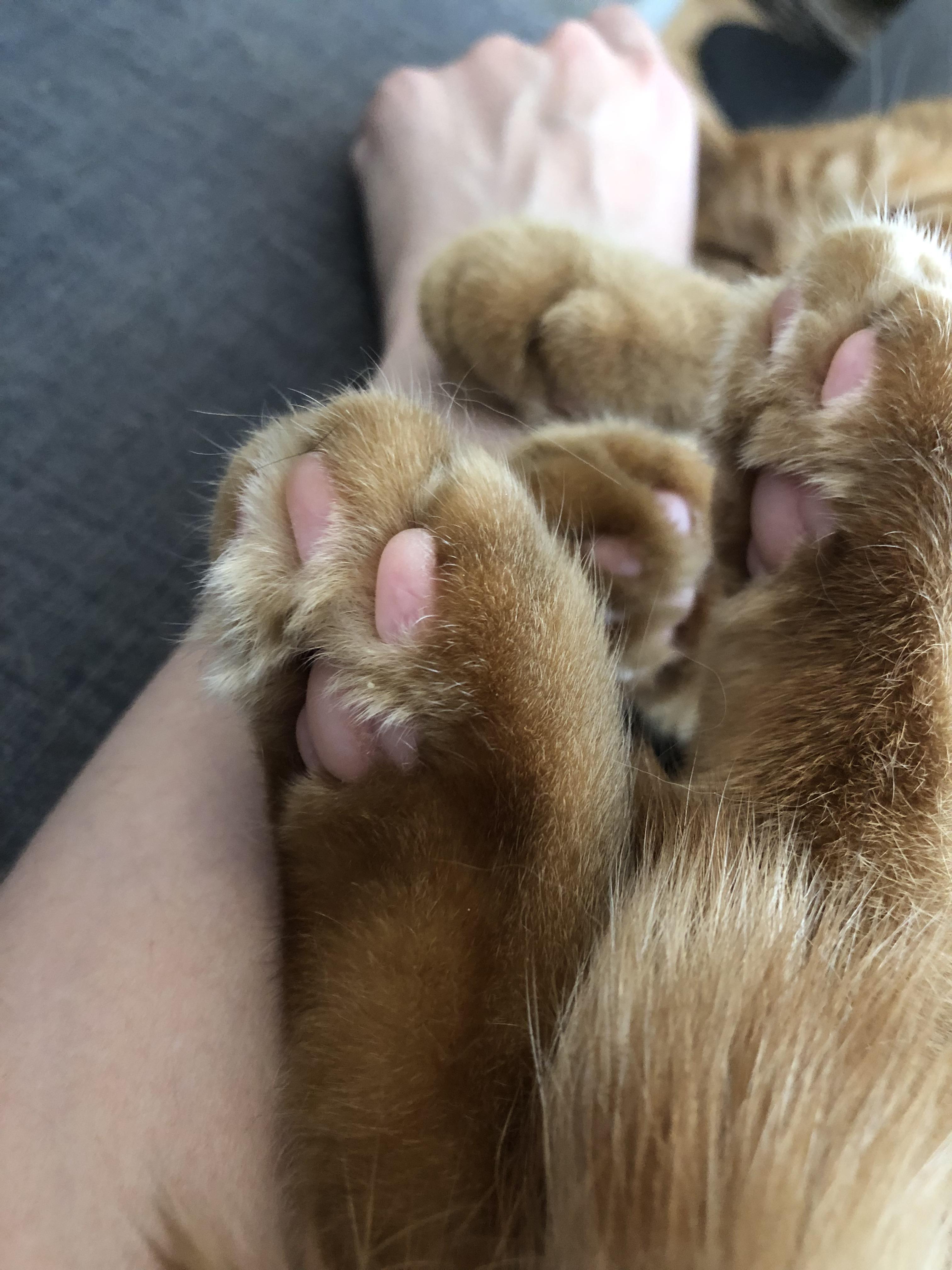 Furry Beans Scrolller Furry Beans Scrolller