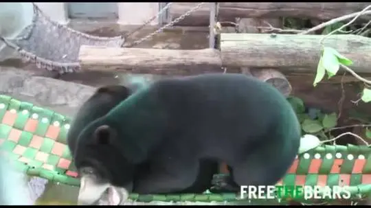 Get off my hammock! Blue v. Bearzilla