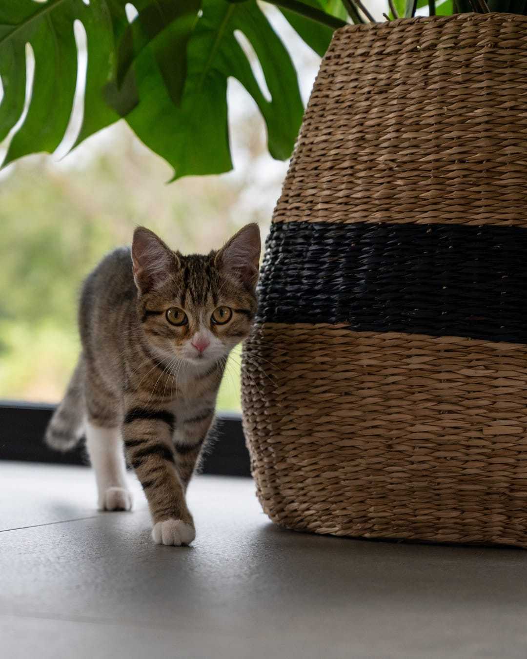 Ginger the kitten Scrolller