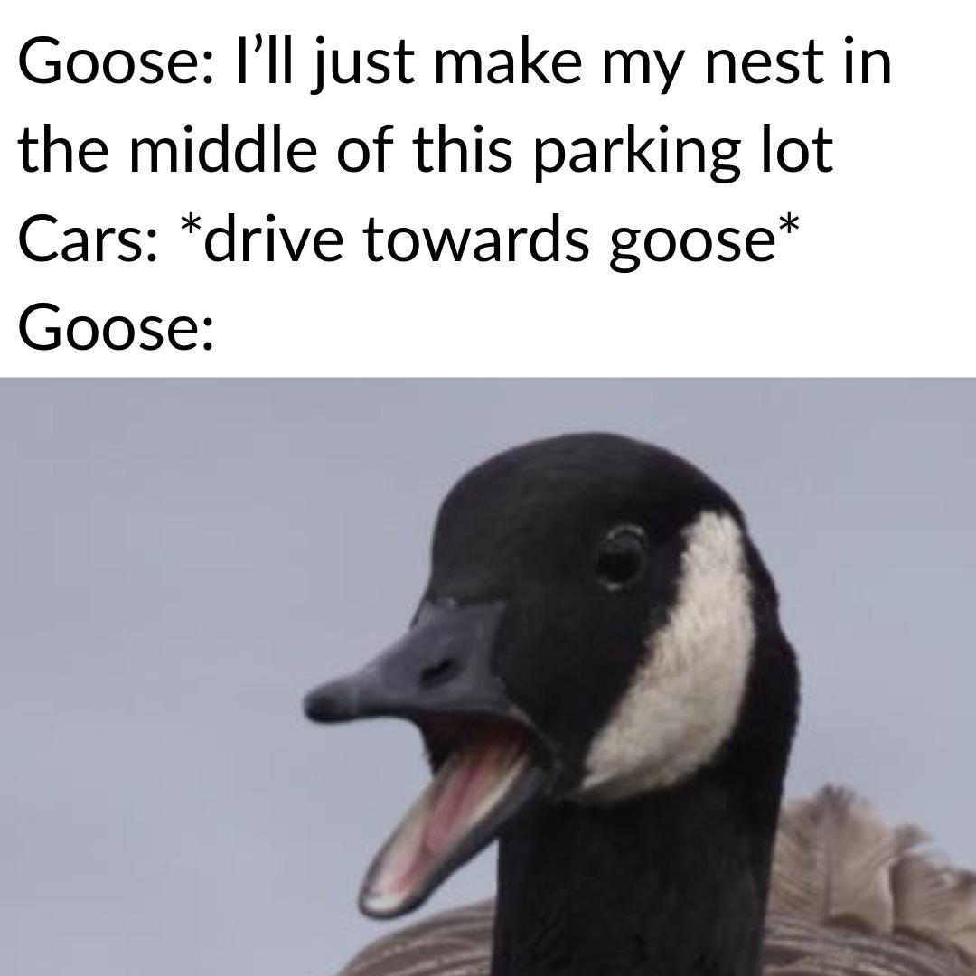 Goose memes, so hot right now | Scrolller