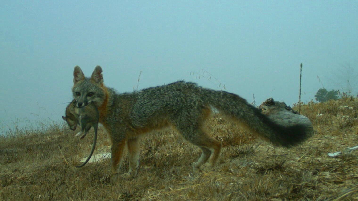 Gray fox with a dusty footed wood rat | Scrolller