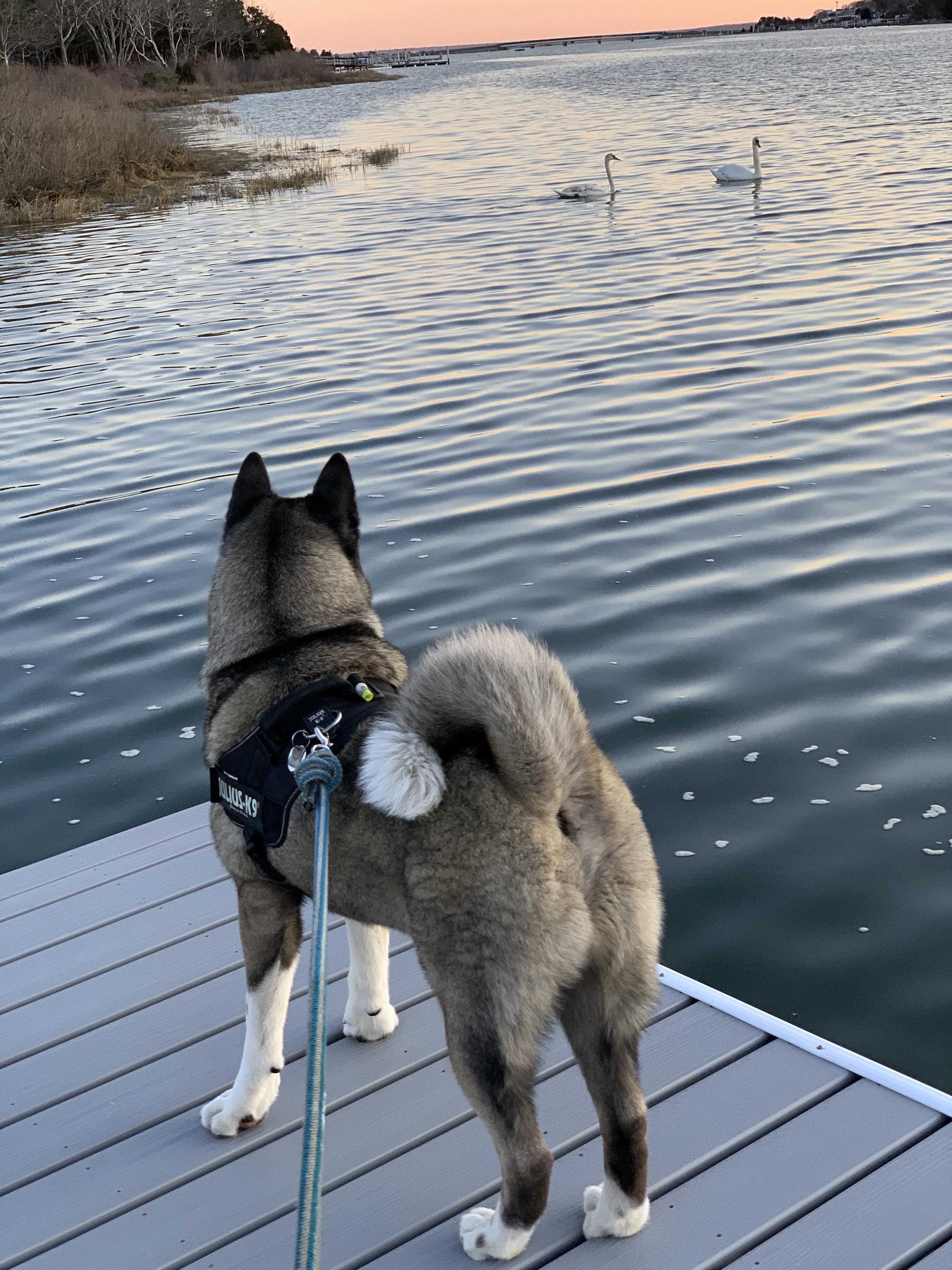 Happy National Akita day! Here’s our wonderful boi, Amos, enjoying this