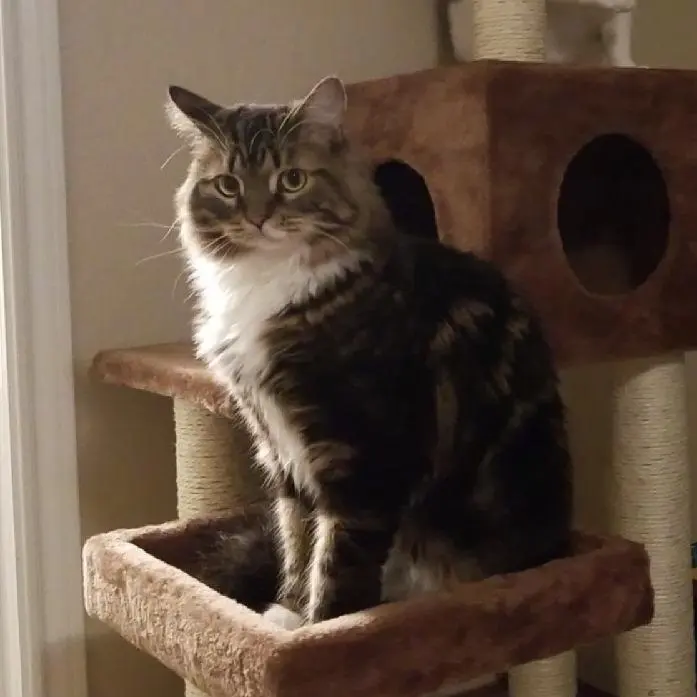 Have you seen this cat? Hoping he and his companion are still alive ...