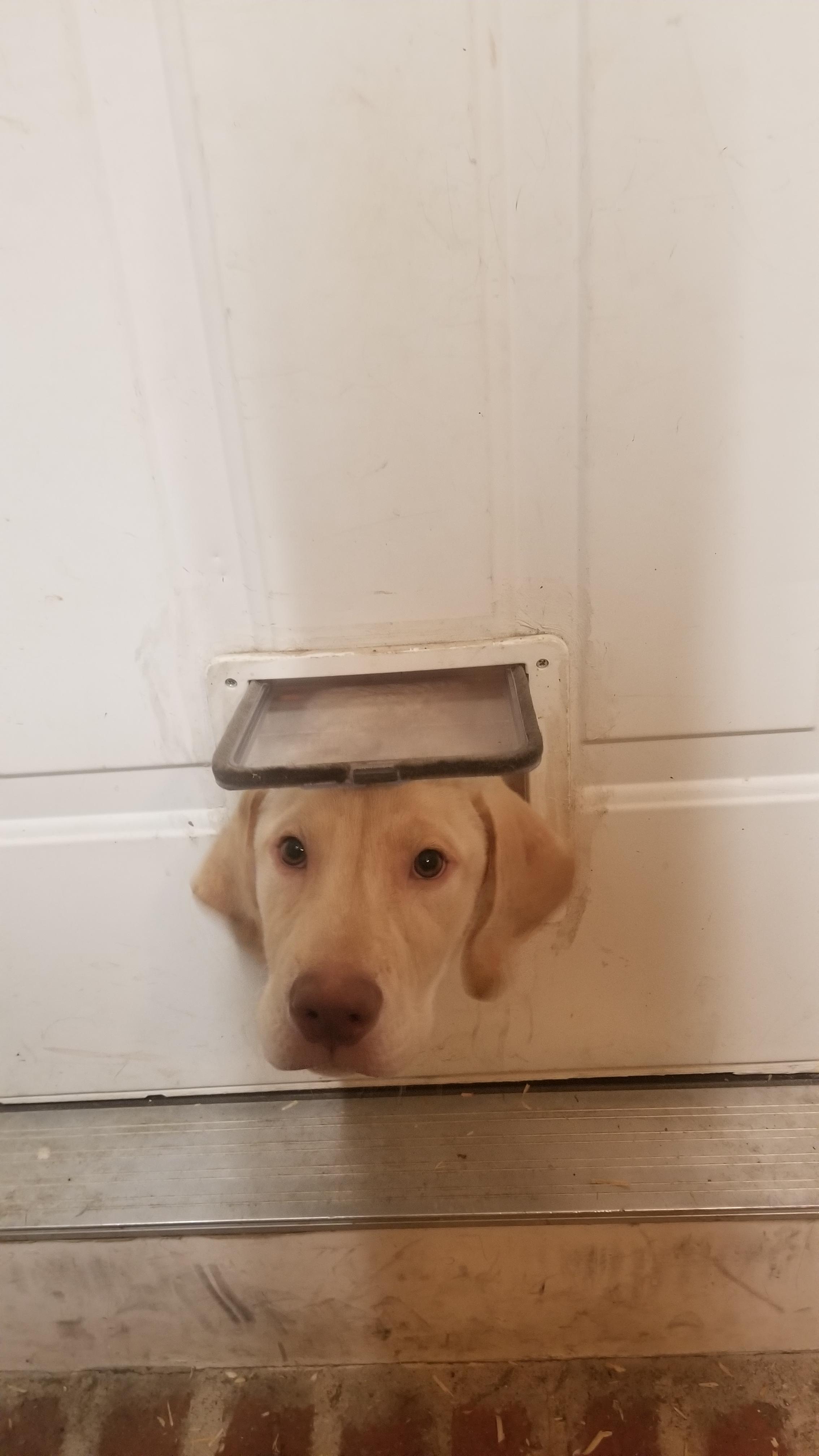 He doesn't fit through the cat door anymore!!!! Hurray!!! Scrolller