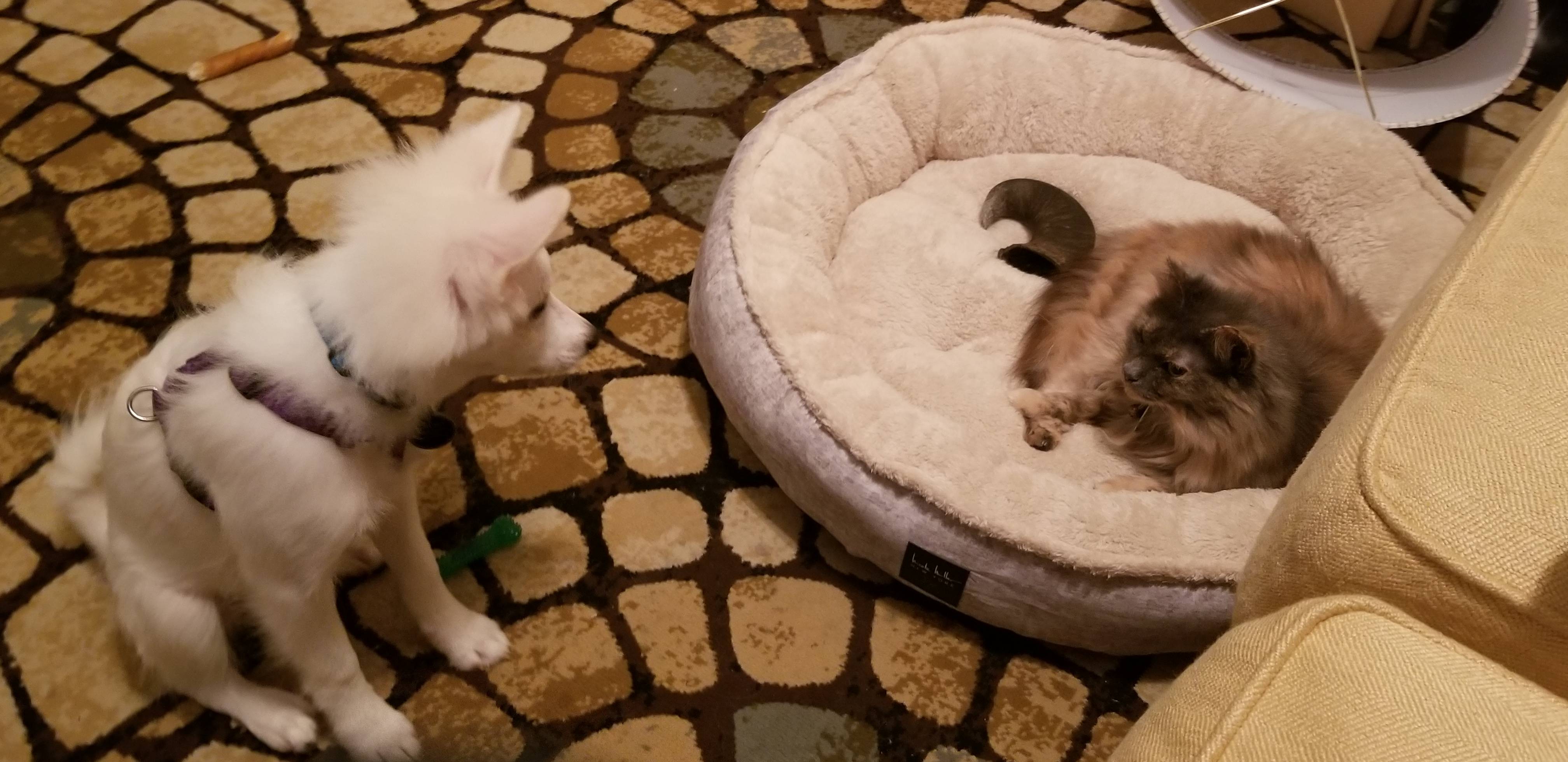 He just got the bed yesterday and she claimed it as soon as he was away ...