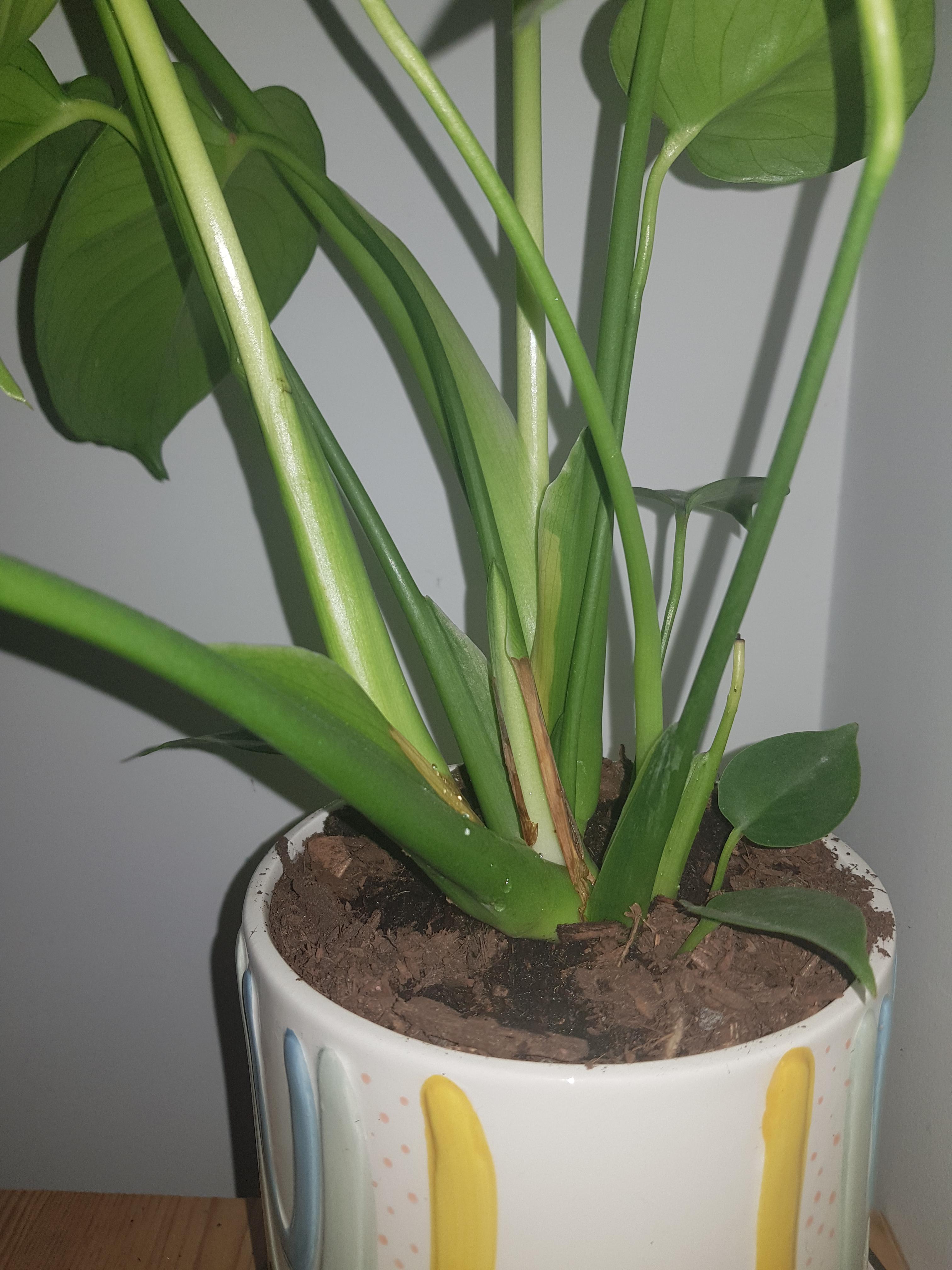Help diagnosing my Fruit Salad plants yellow/brown stem? Scrolller