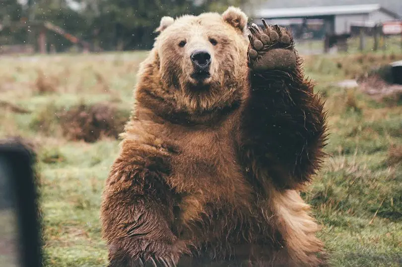 Henlo!