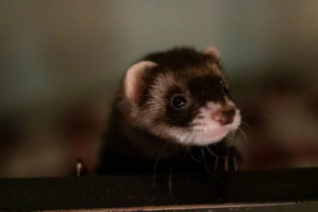 Swiffer, a cute brown and white ferret, looking to the right in a close-up photo.