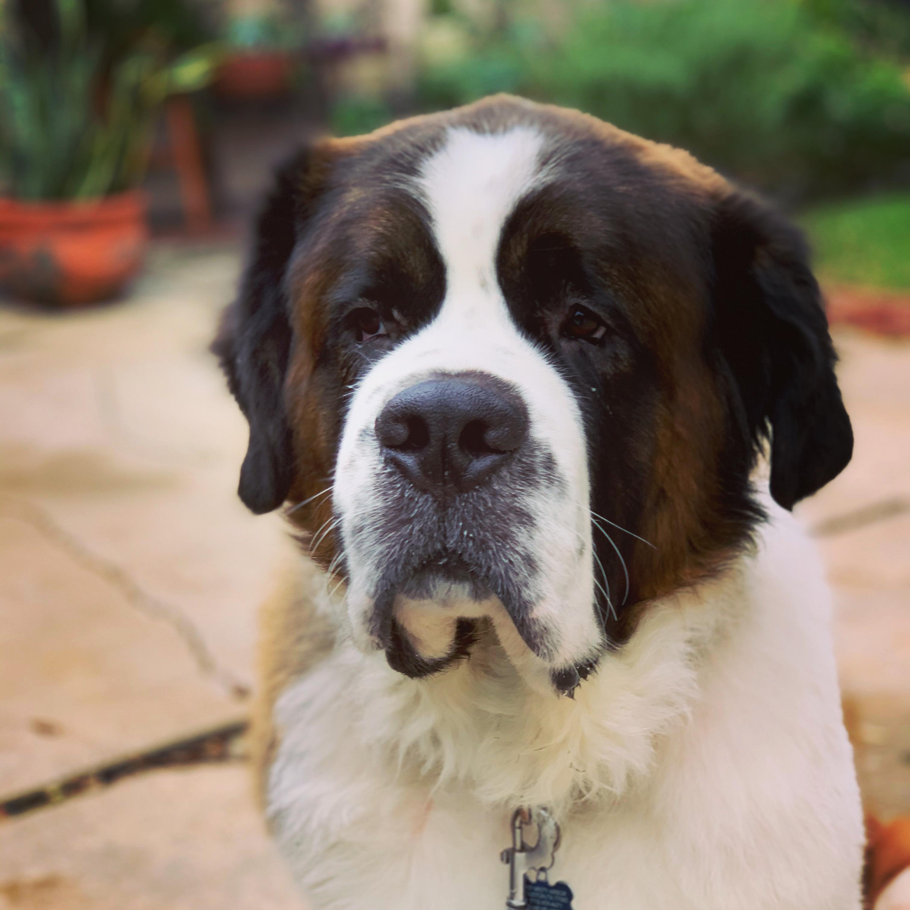 Stbernard | Pictures | Scrolller