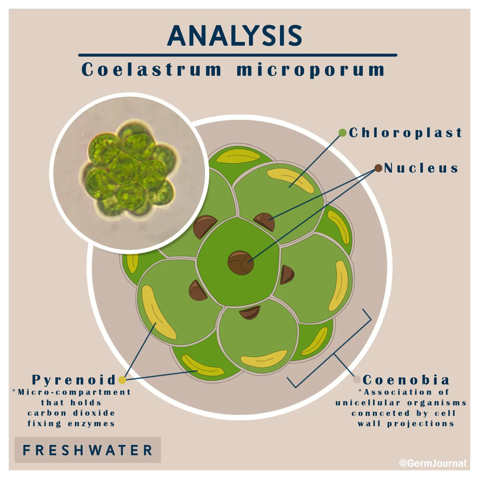 Here is Coelastrum microporum, the most jelly of the additions to the ...