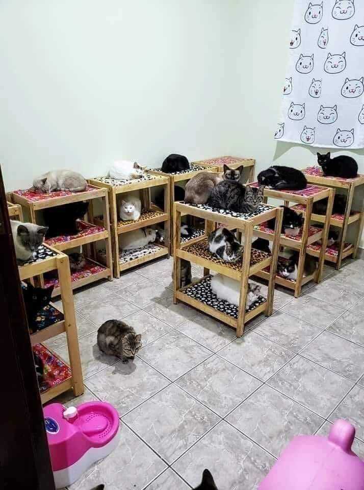 The ultimate bunk bed set up for Turkish military kitties! Scrolller