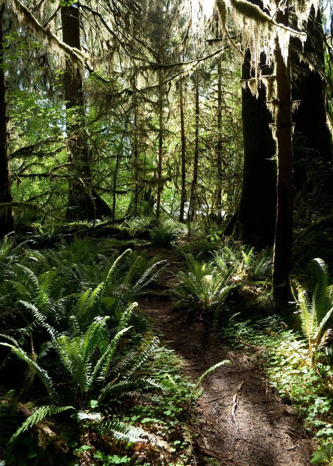 Hoh River Trail, Olympic National Park, Washington [OC] [1495x2093]