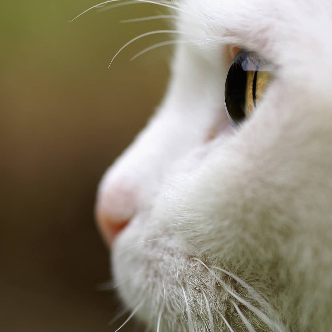 How a cat's cornea looks from the side Scrolller