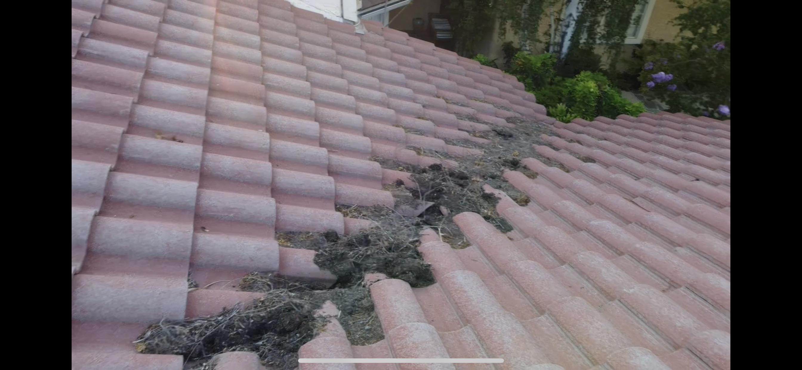How do I clean raccoon poop off my Spanish tile roof, single story