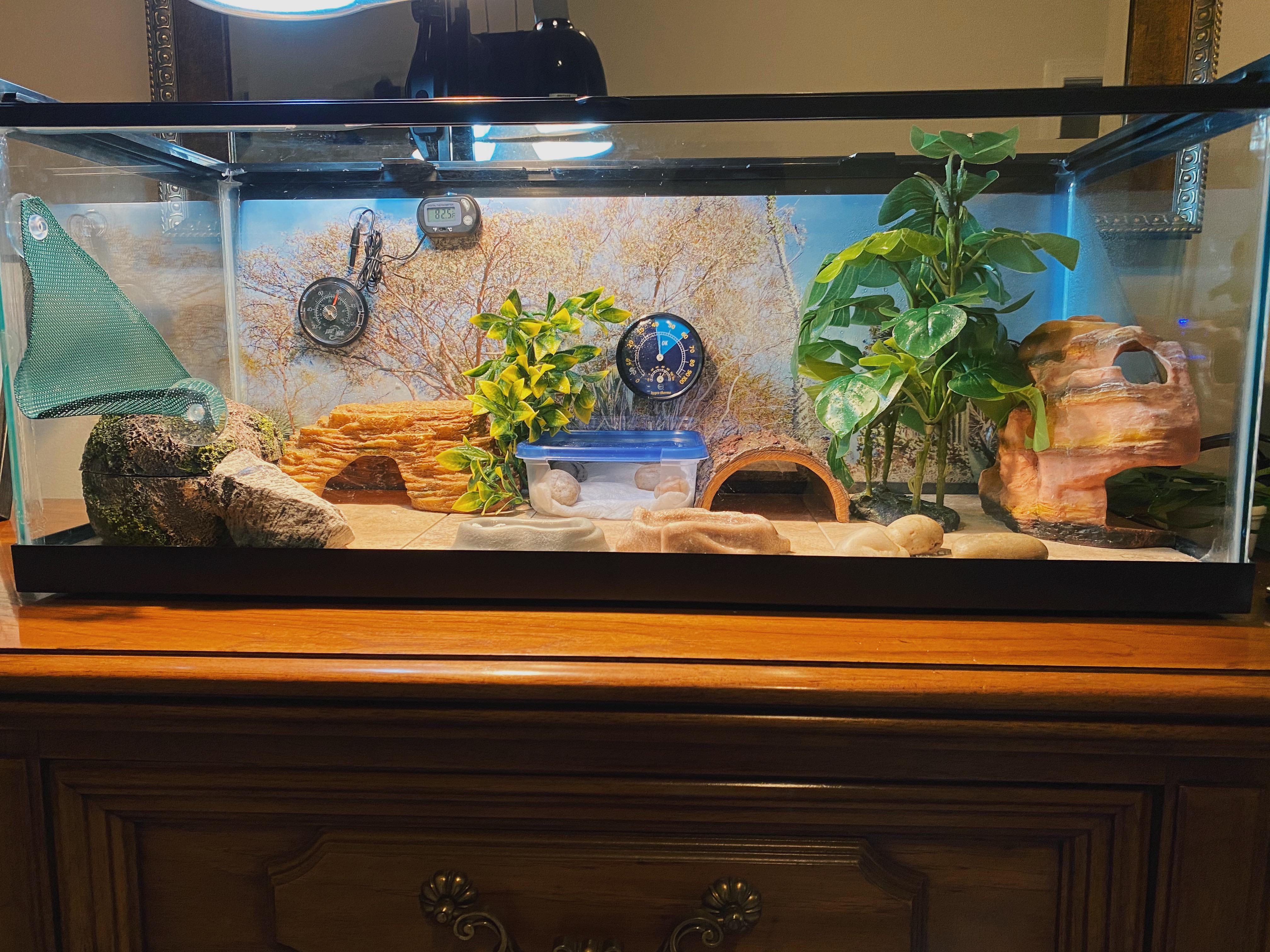 View of Leopard gecko tank and supplies - Aquariums - Facebook