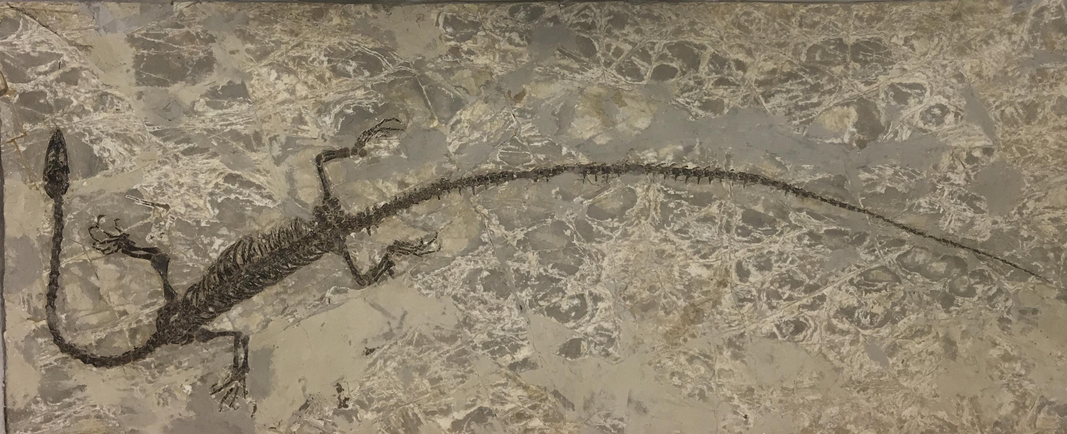 Hyphalosaurus Scrolller