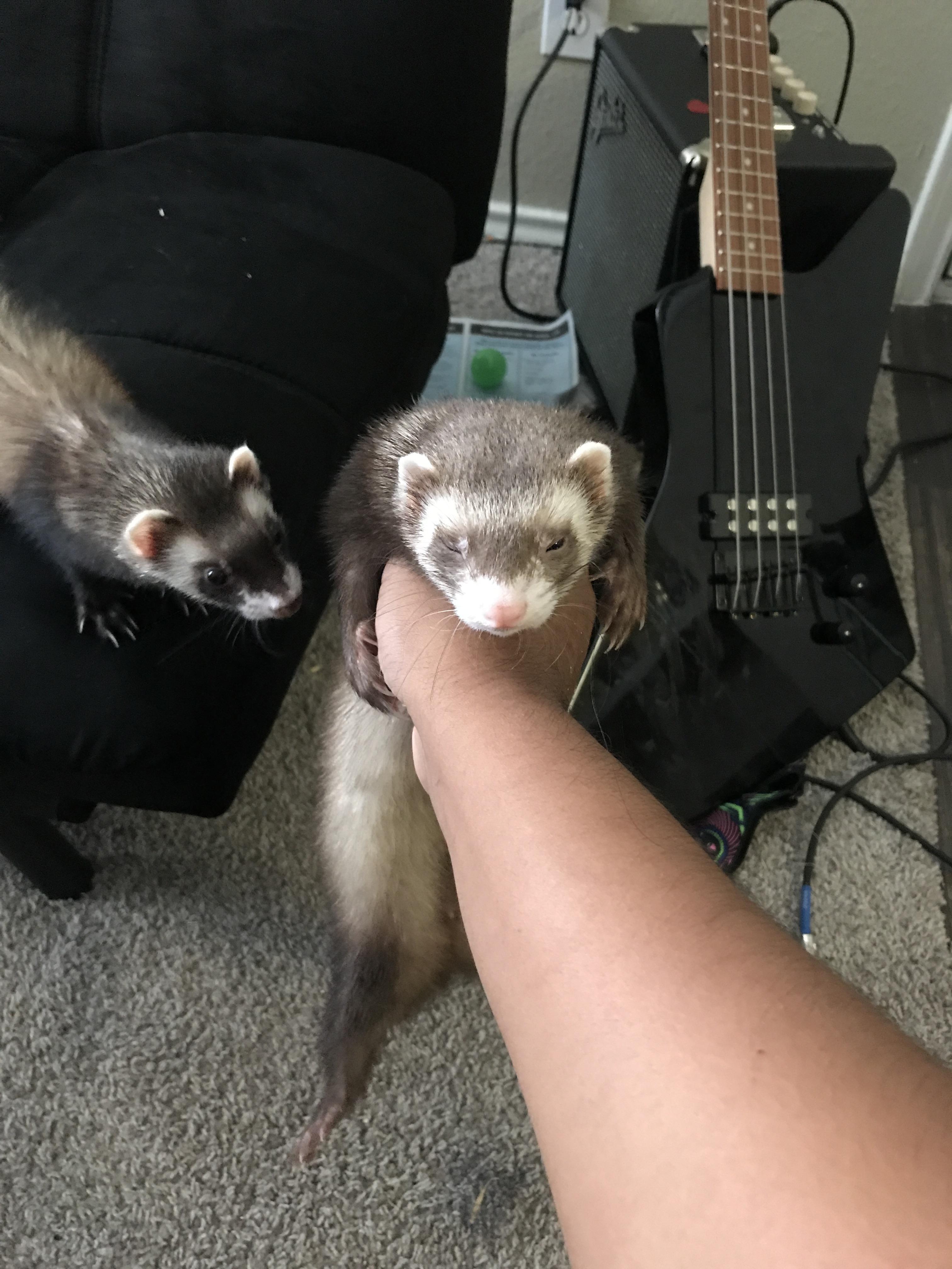 I Accidentally Hit My Ferret With The Bass Behind He Is Squinting One I Accidentally Hit My Ferret With The Bass Behind He Is Squinting One