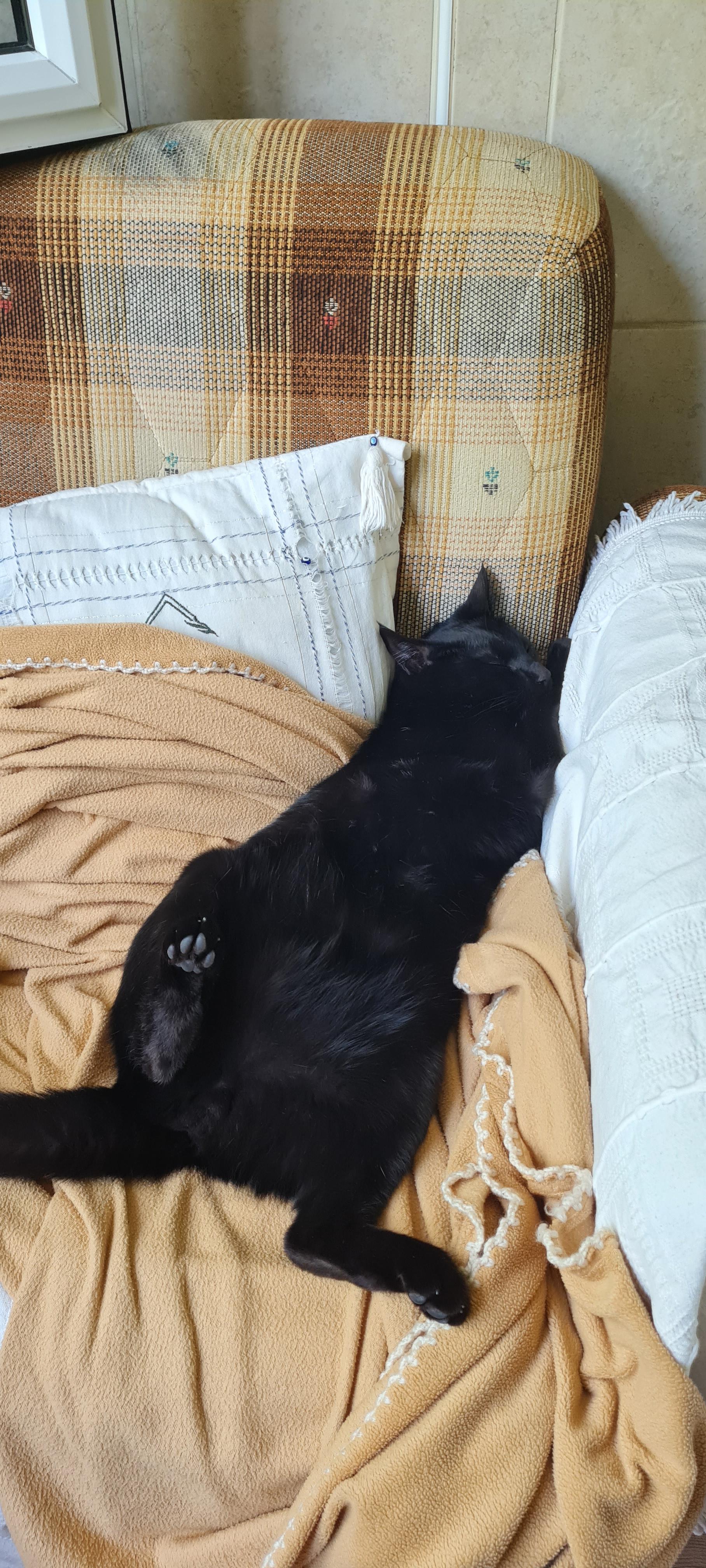 Breaking Must Read Updates About Uwm Paws – What You Didnt Know - j09x9h9