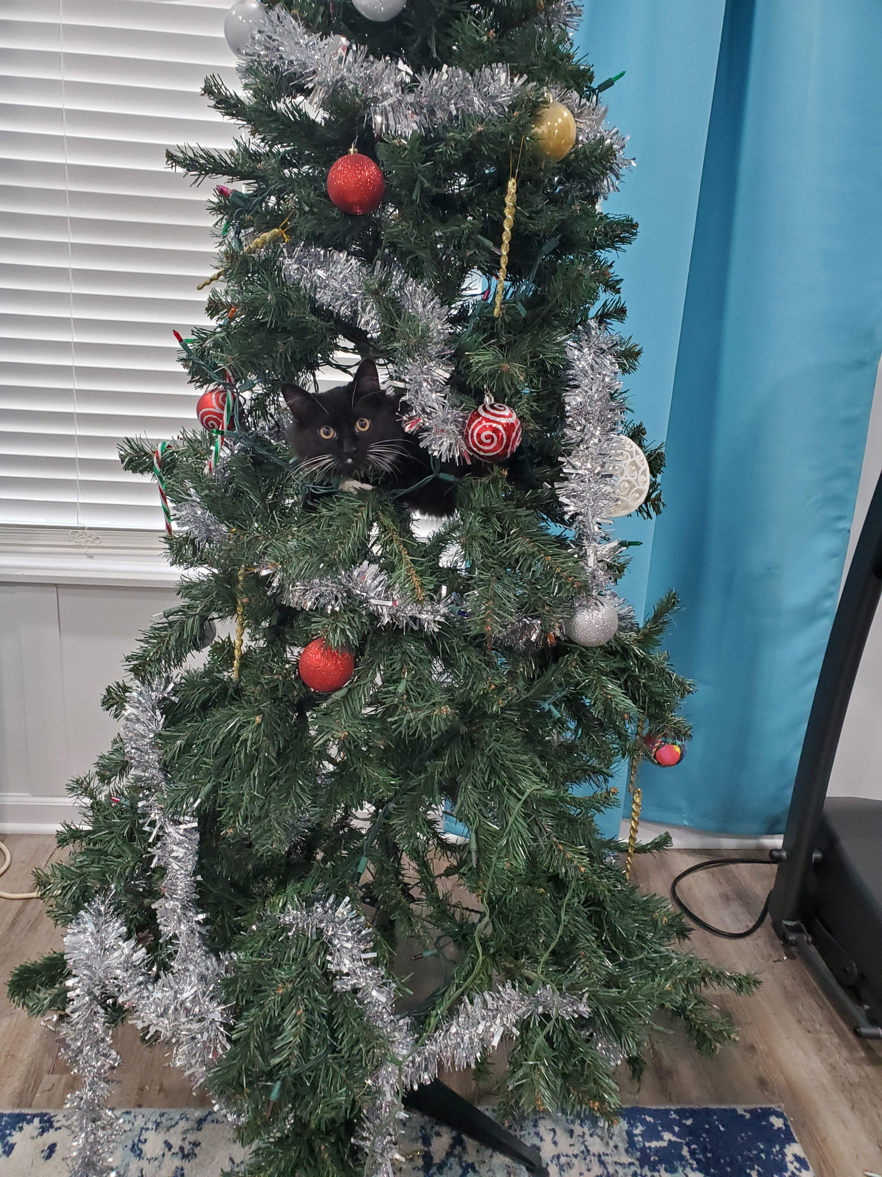 i-go-to-see-what-s-shaking-the-tree-to-find-this-getting-the-ornaments