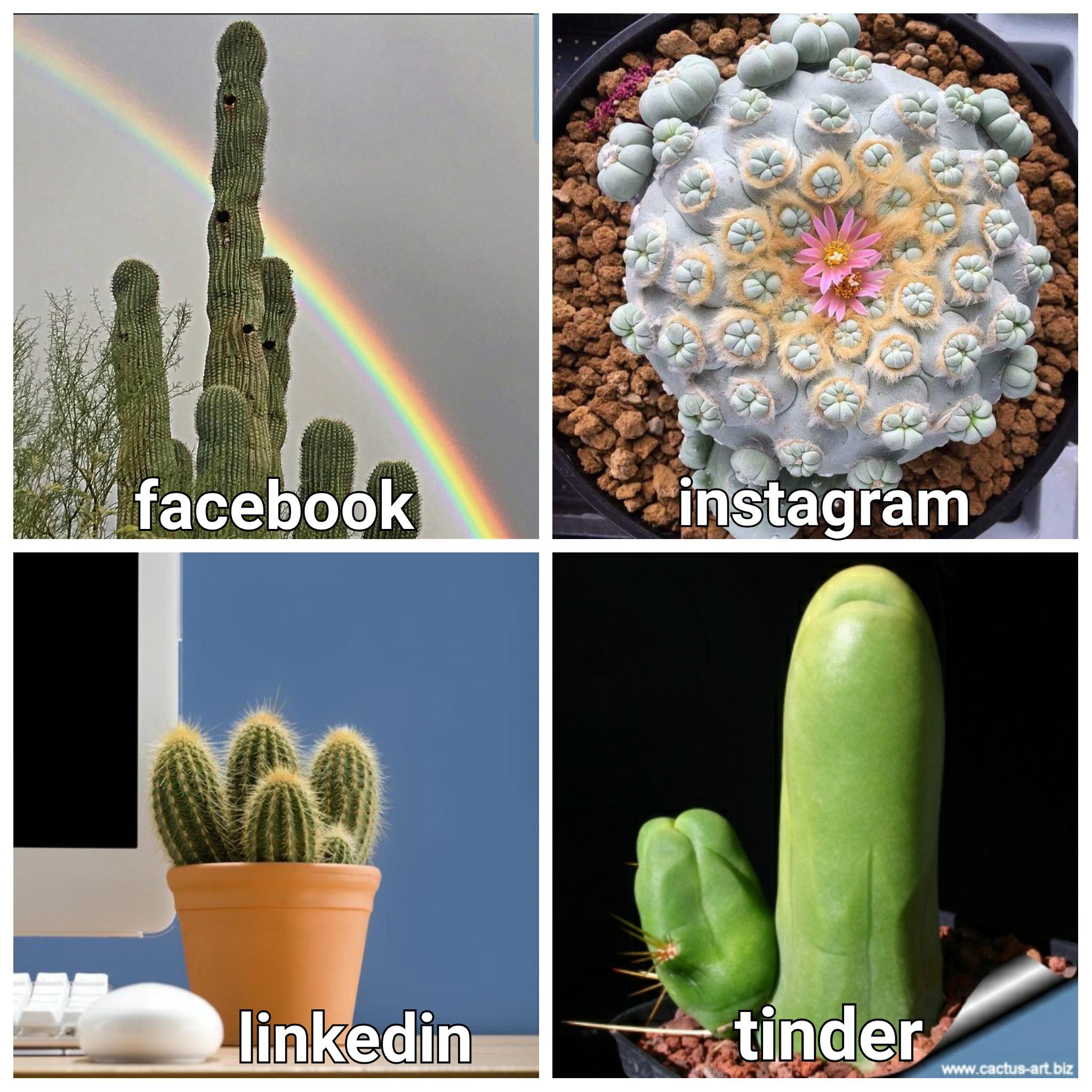 I made a cactus meme | Scrolller