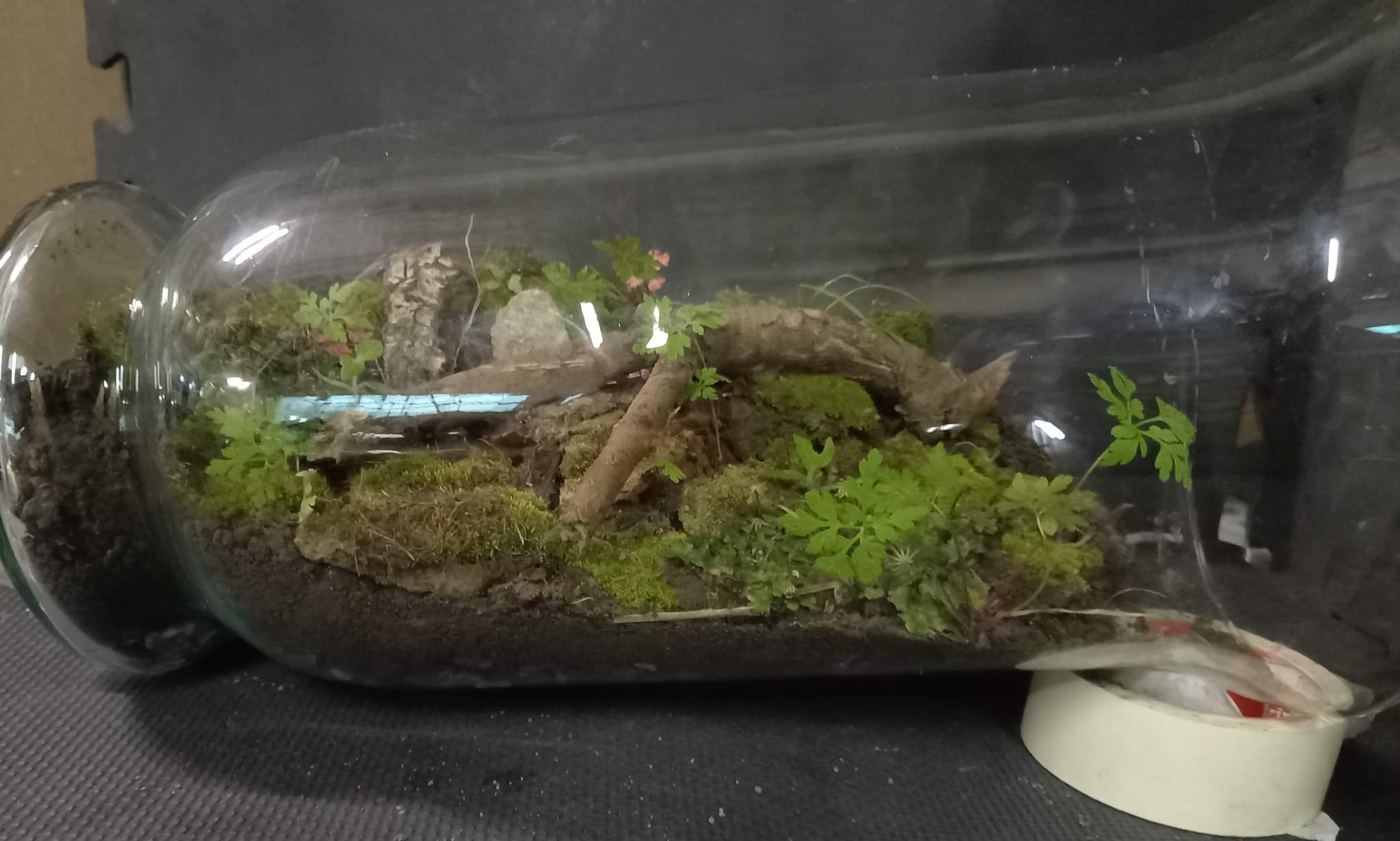 I made another closed terrarium ecosystem. In these ecosystems the ...