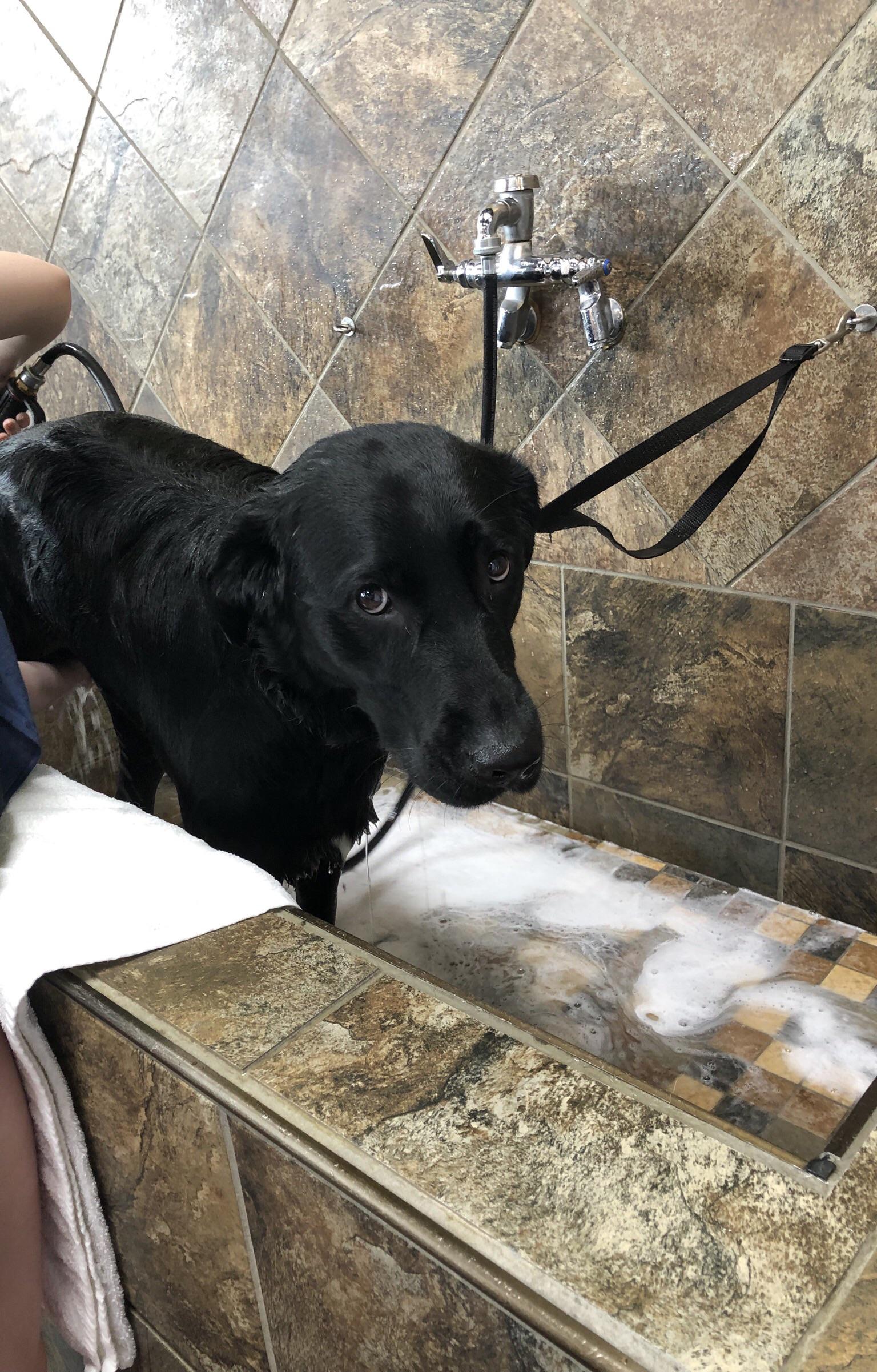 I think you can tell who doesn’t like to take baths Scrolller