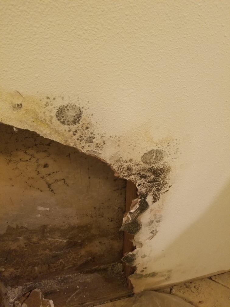 Ice maker supply line was leaking. Made for some nice colonization