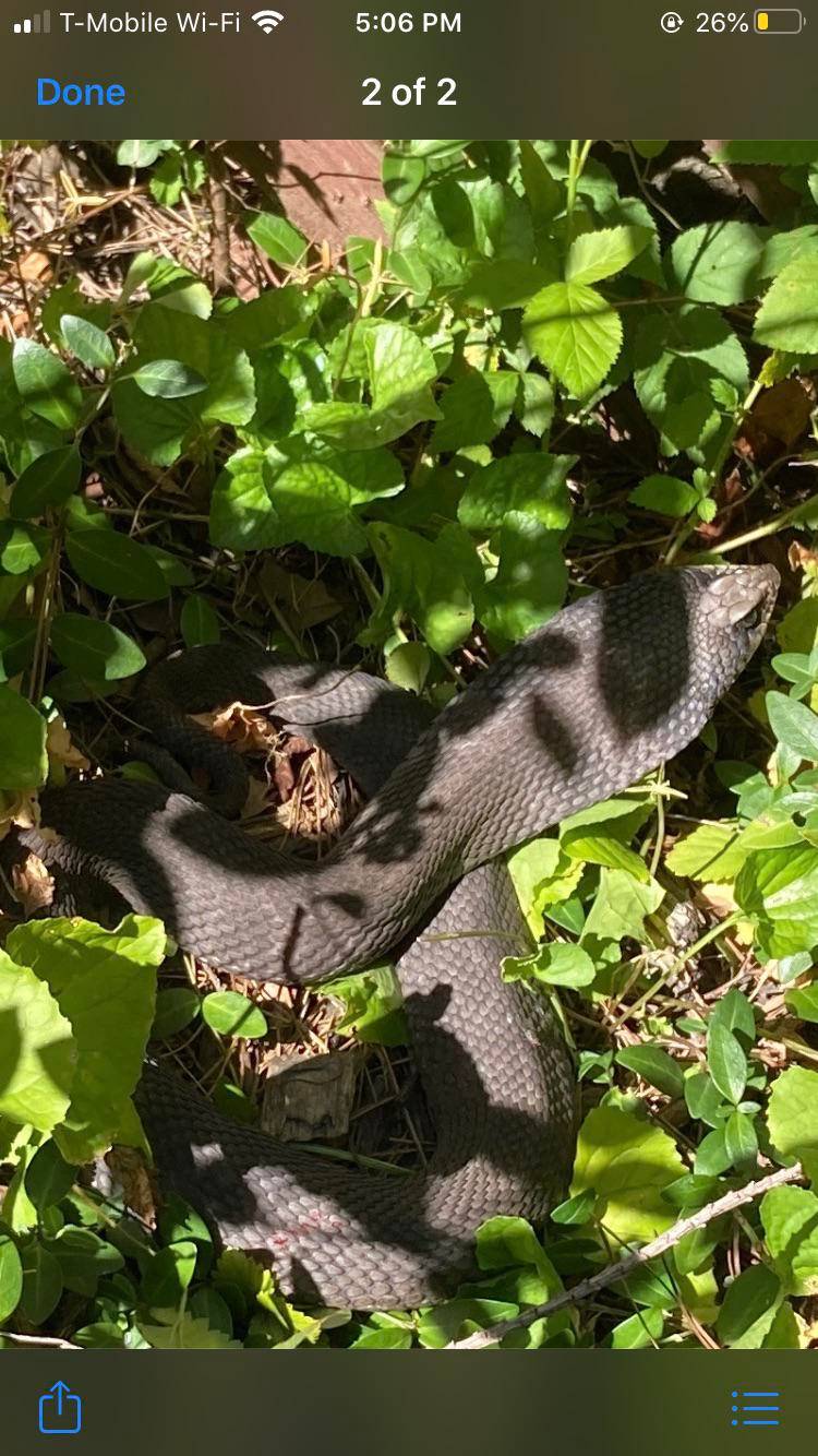 Identify this snake in my yard! | Scrolller