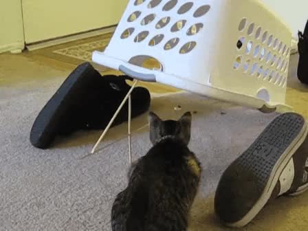 Trapping your cat with a box | Scrolller