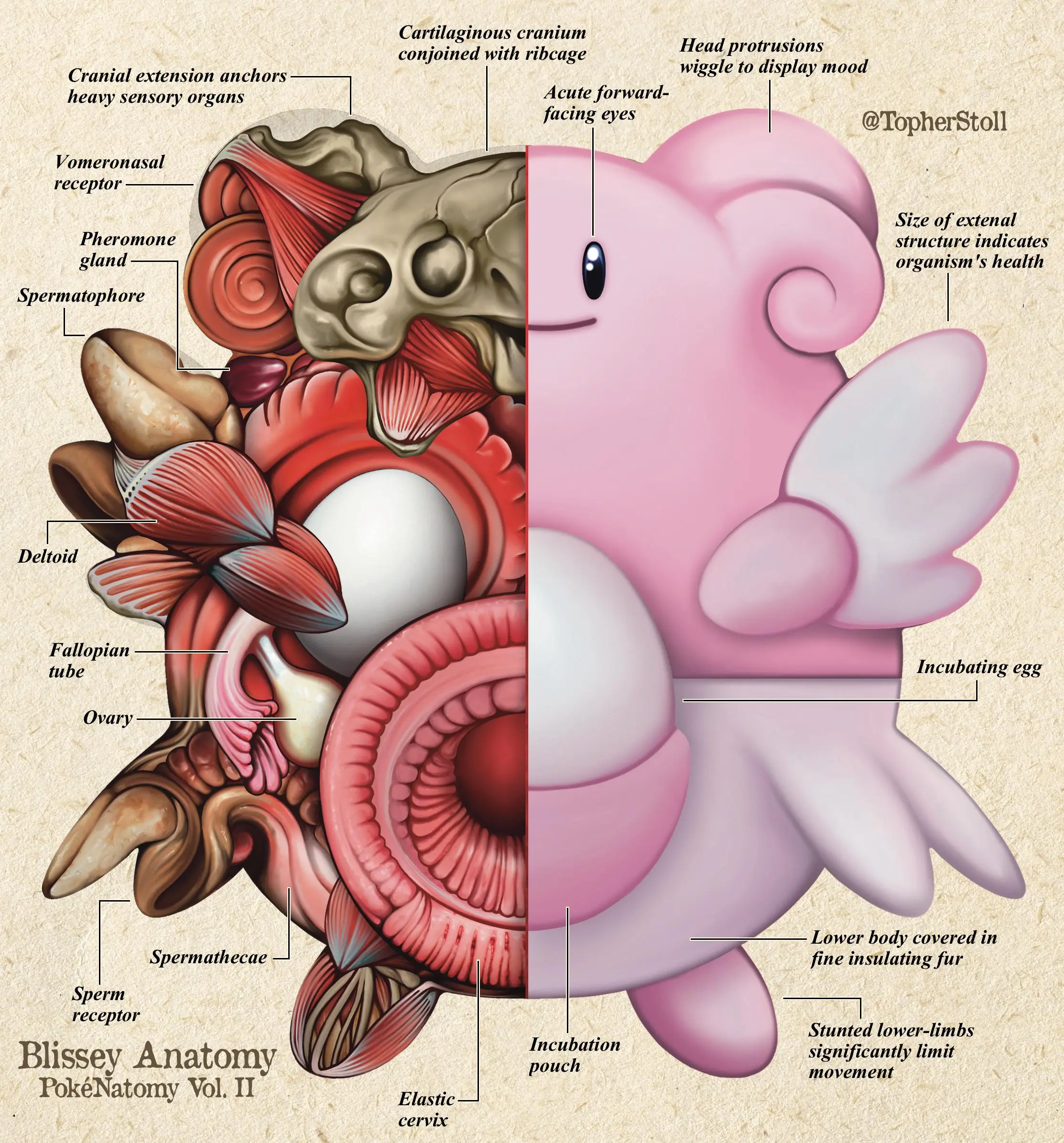[Pokemon] Blissey anatomy for fun! Nightmare-fuel take on Blissey (by u ...