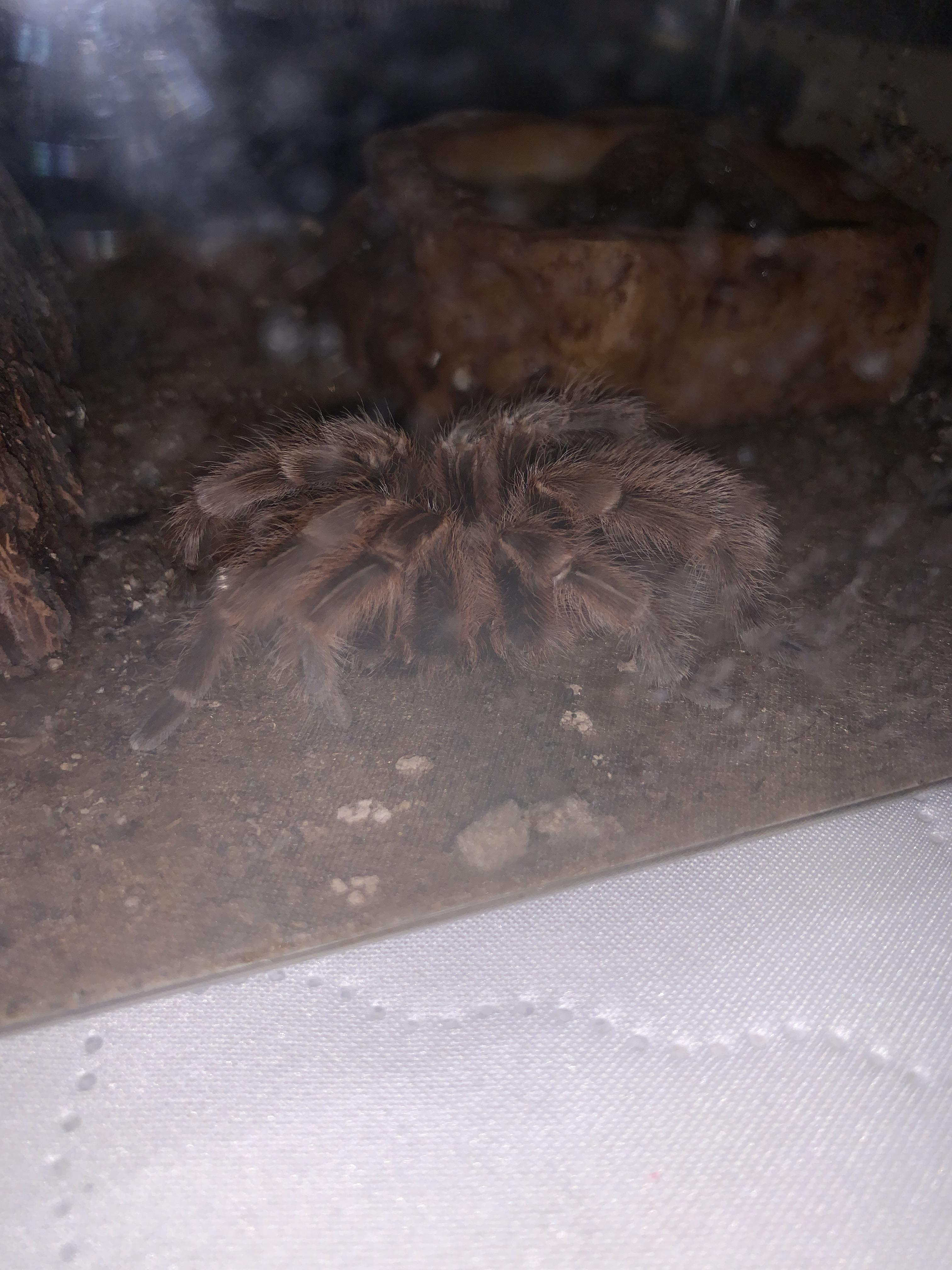 Is my Rose hair tarantula doing a death curl? | Scrolller