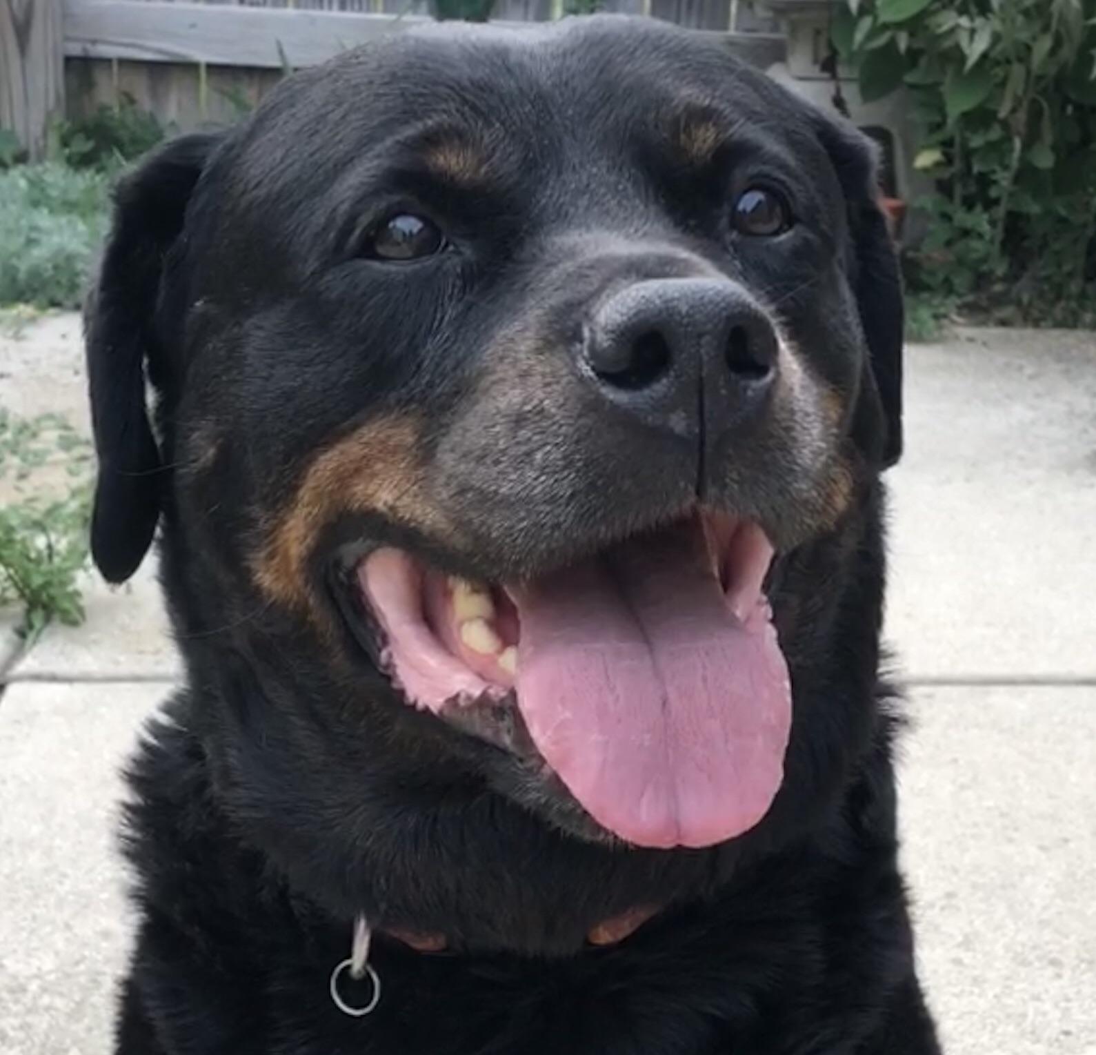 Oldest Rottweiler It’s her 10th birthday! This is the oldest Rottweiler I have ever had ...