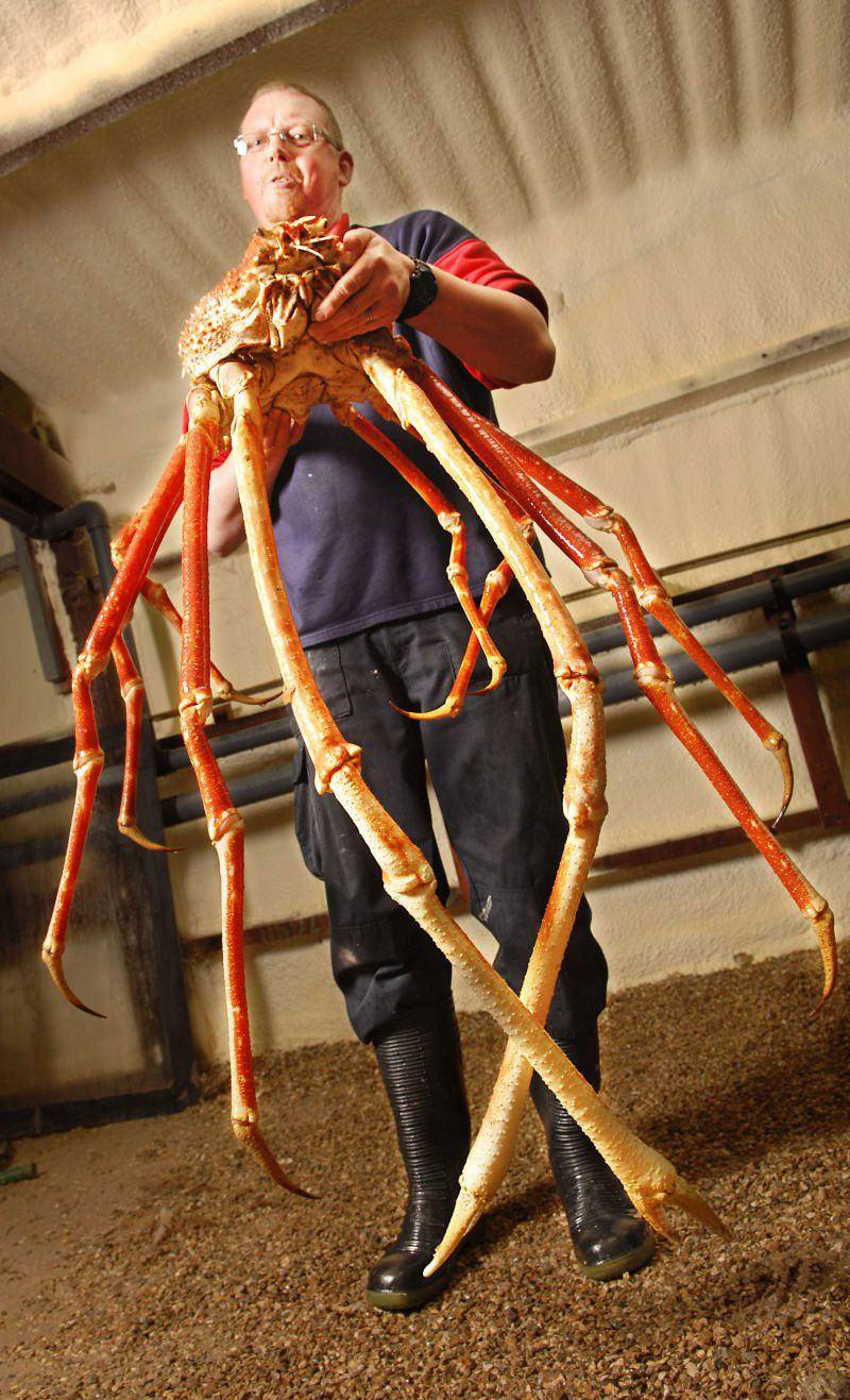 Japanese Spider Crab. The crab in the picture has a leg span of 10 feet. Scrolller