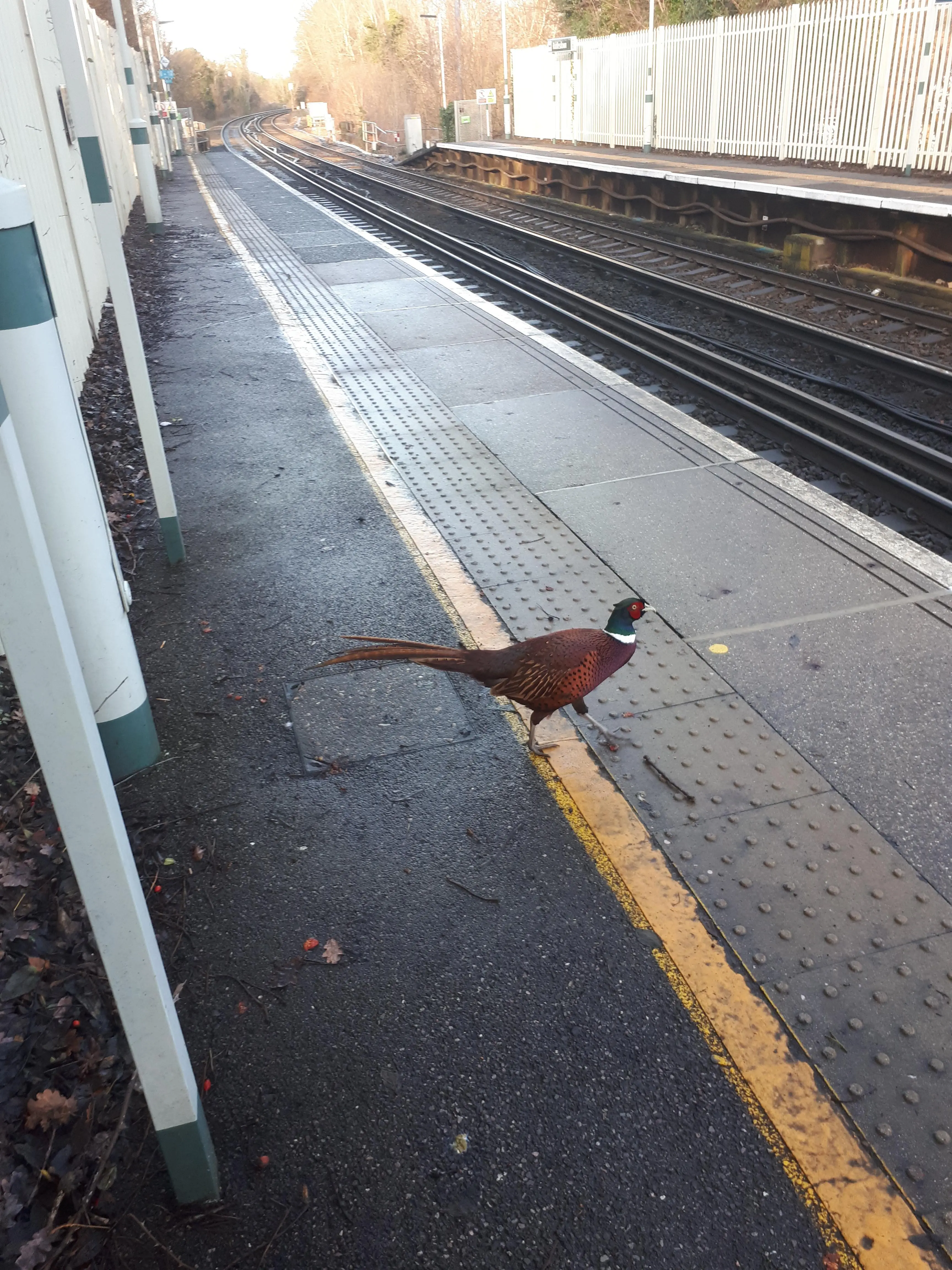 Just a pheasant, impatiently waiting for the train in South London today.
