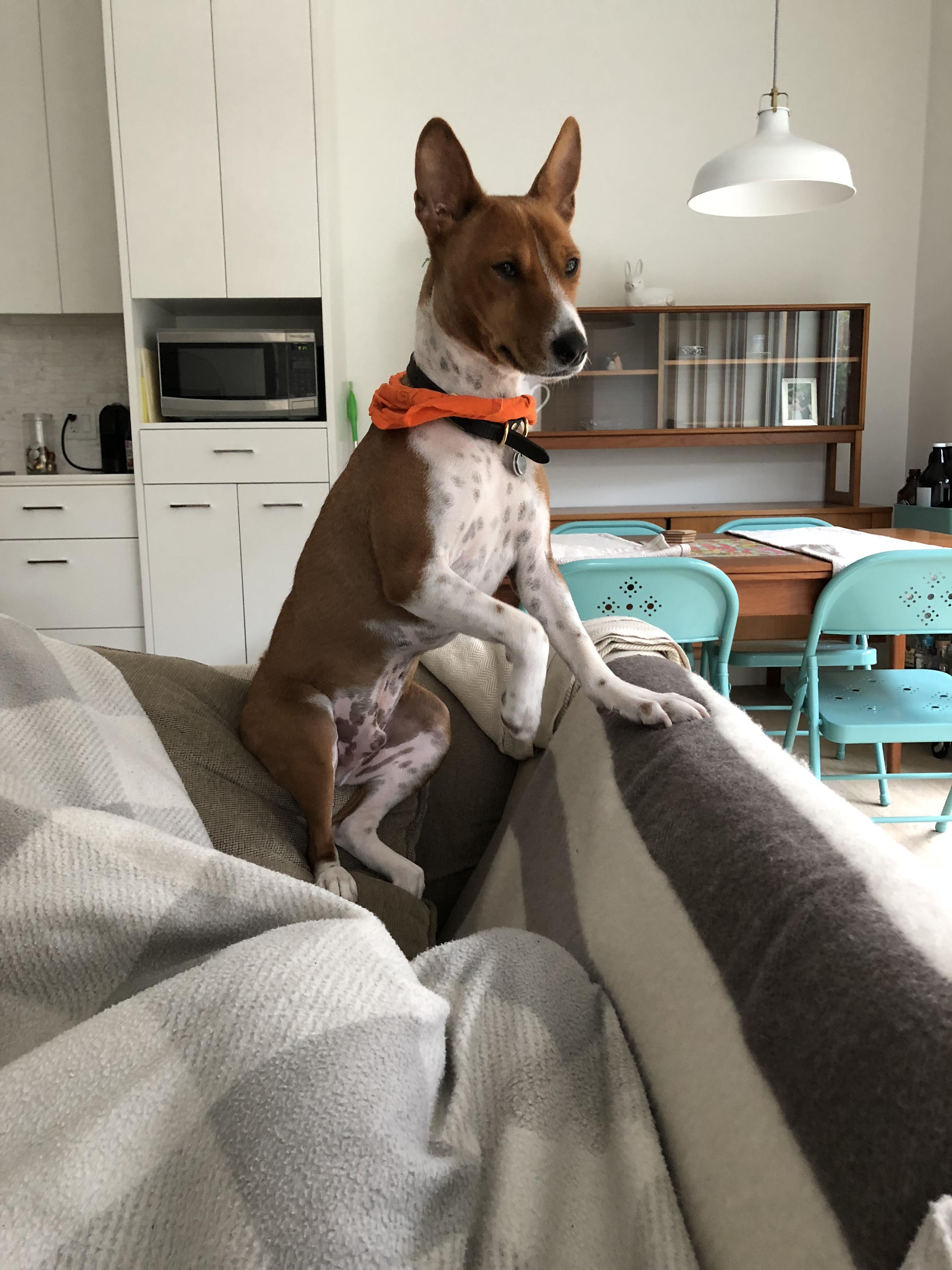 King of the couch Scrolller