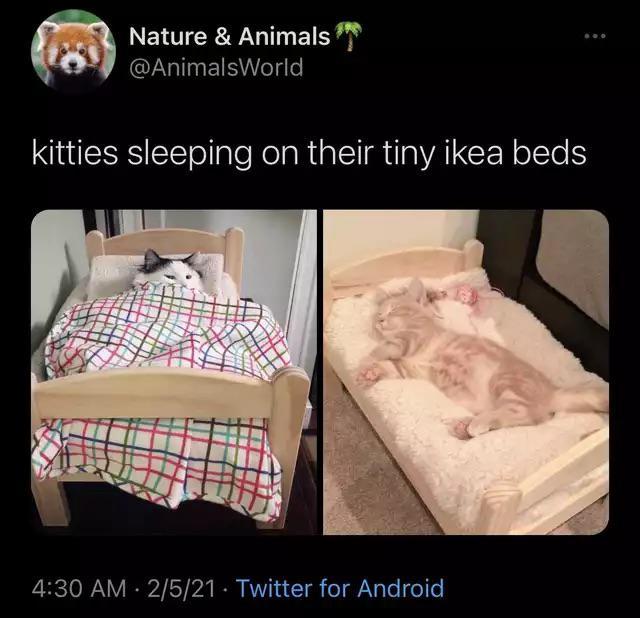 Kittens sleeping on tiny beds Scrolller