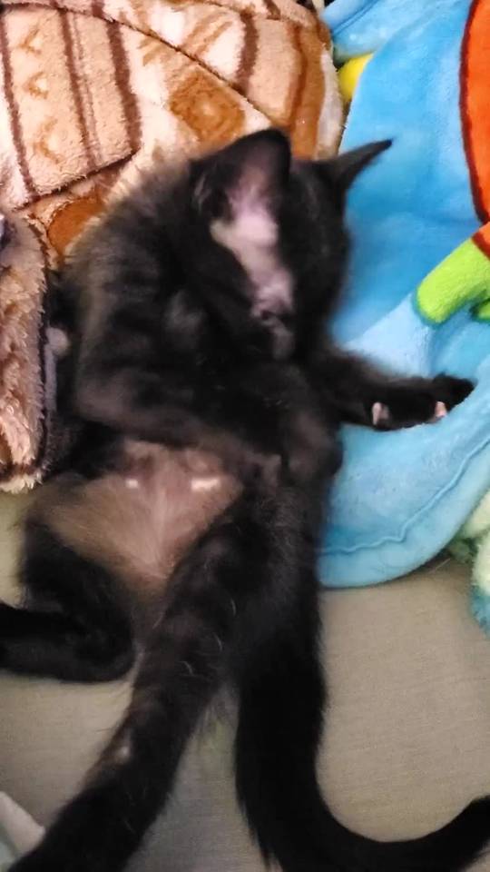 Kitty kneading while licking himself | Scrolller