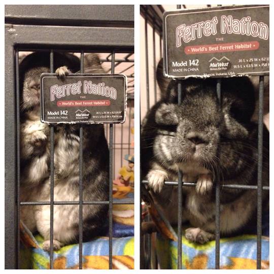 Kokomo, the new face of Ferret Nation