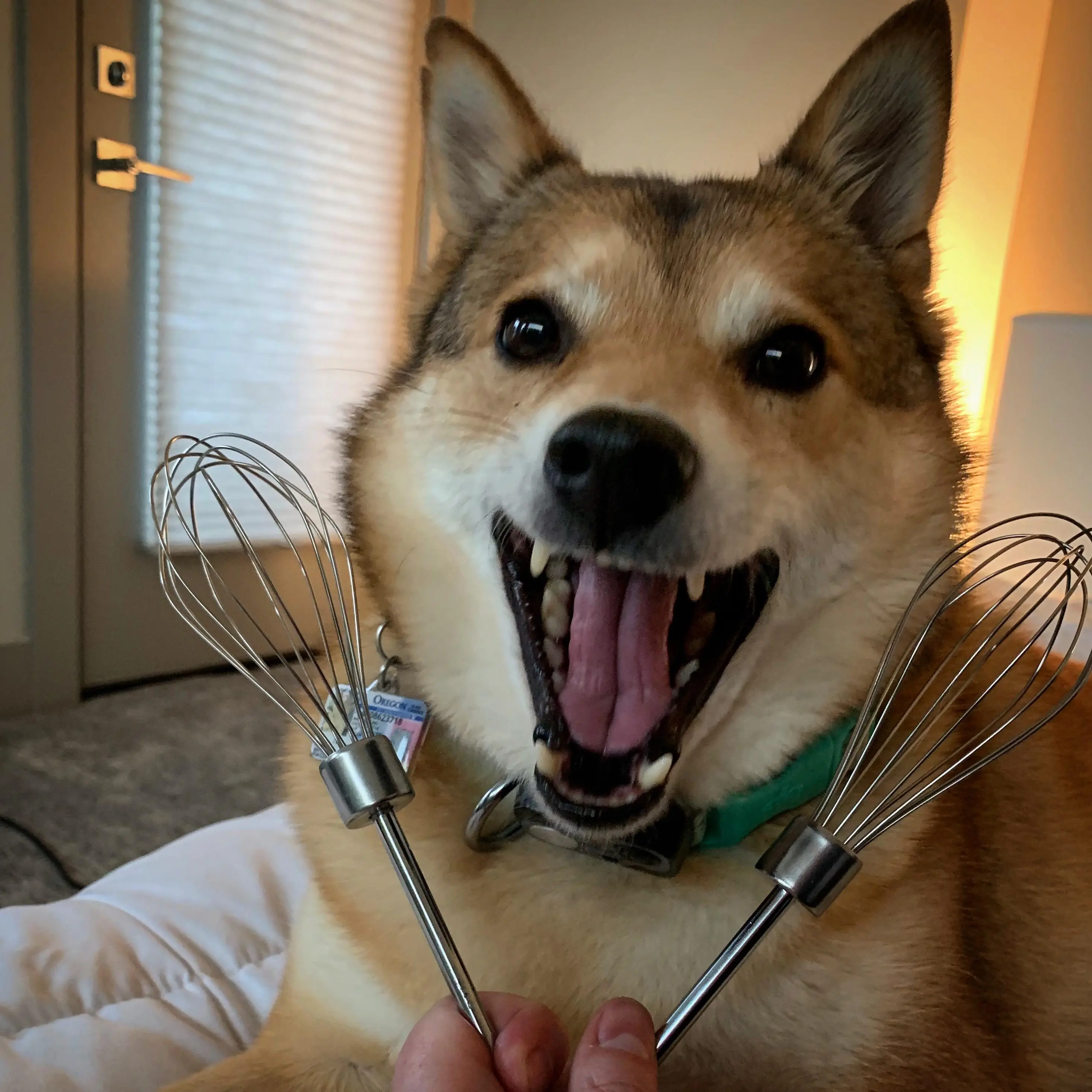 Kuma has ... whiskers! 🤪