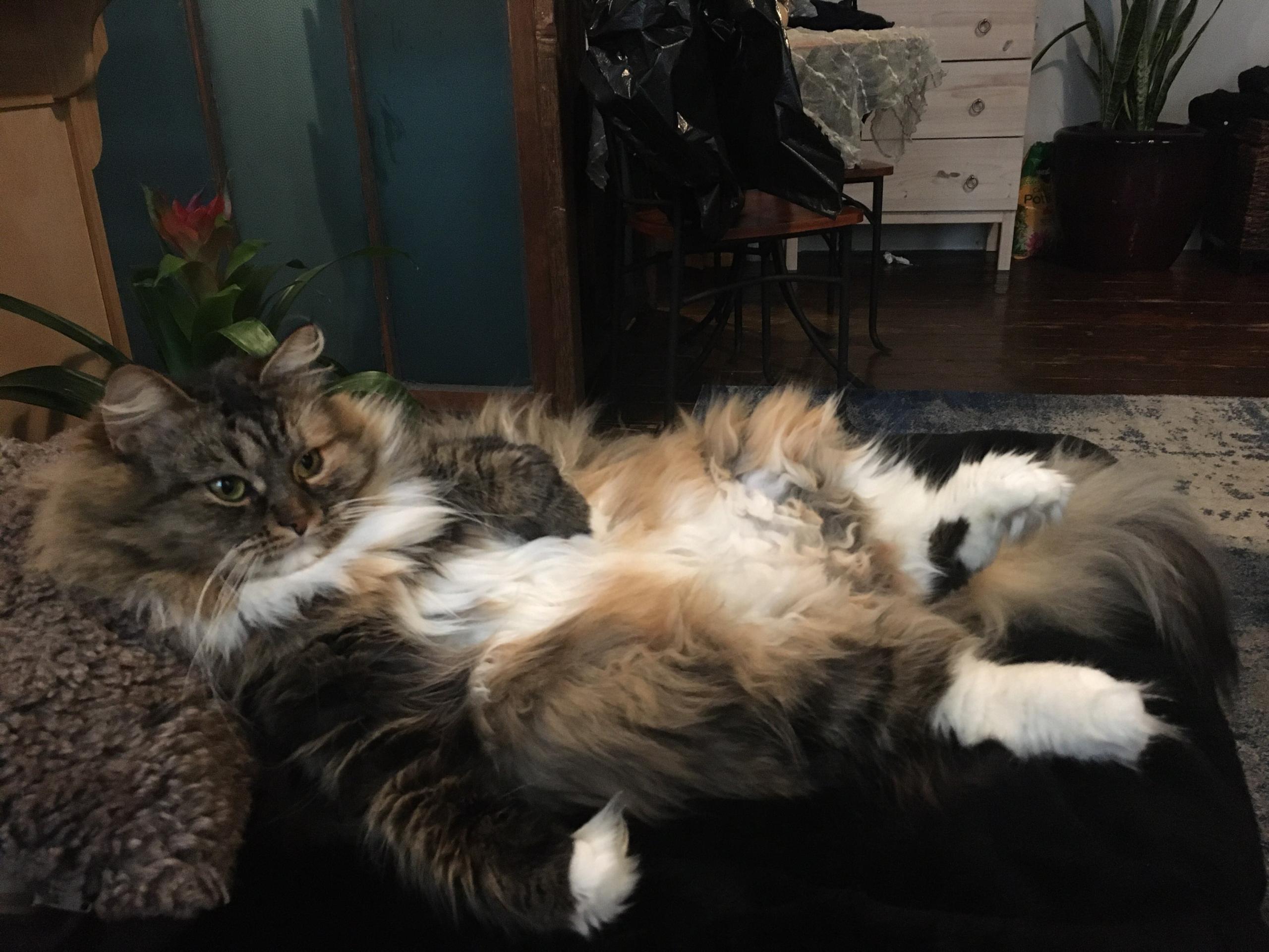 Lazy Sunday Scrolller