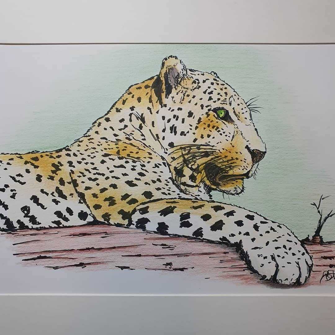 Leopard drawing, ink and colored pencils. | Scrolller