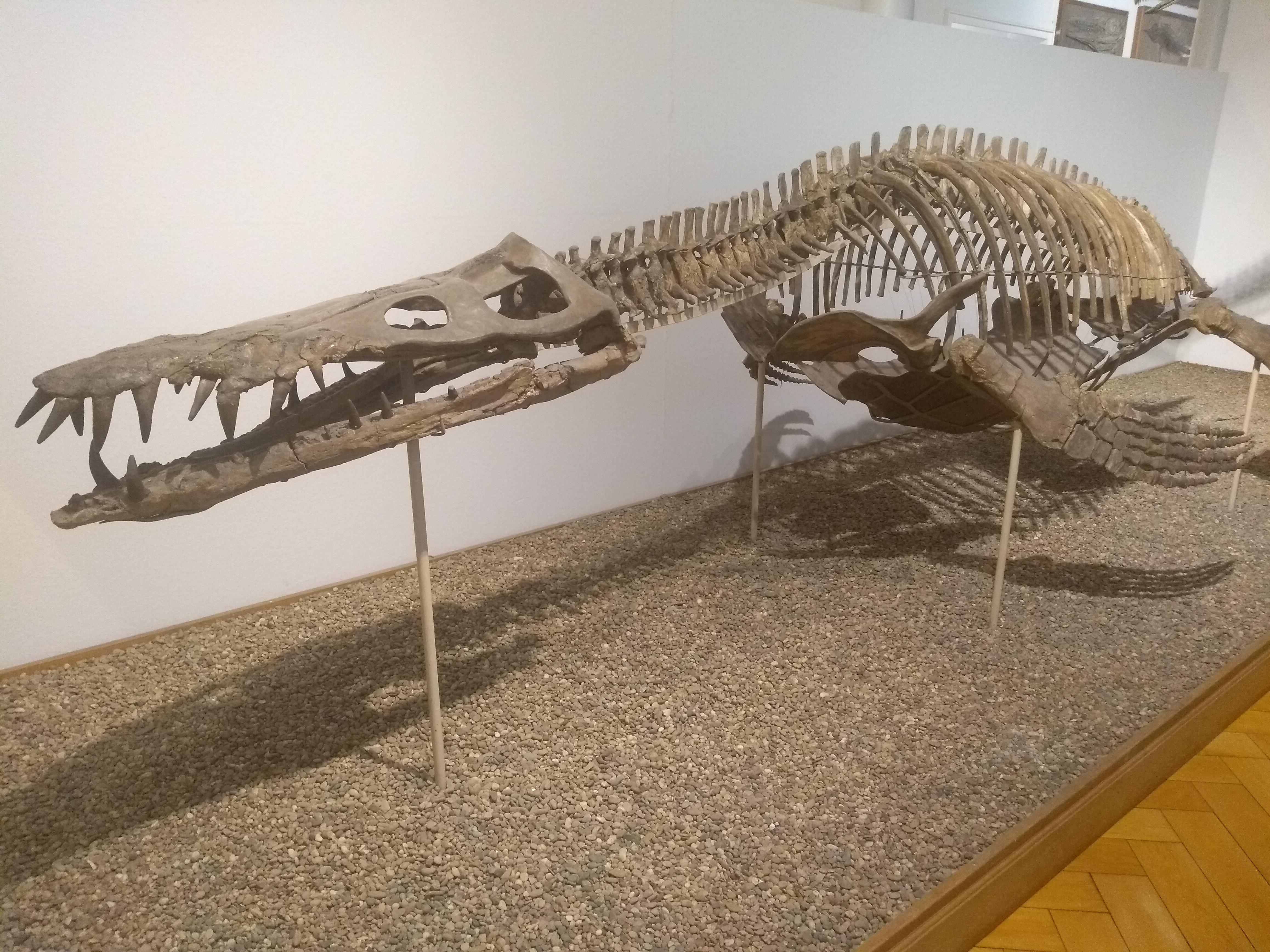 liopleurodon-ferox-at-my-university-scrolller