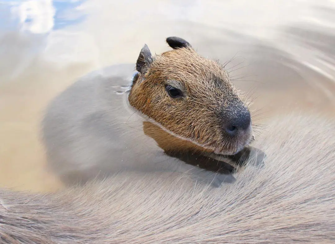 Look at this bean