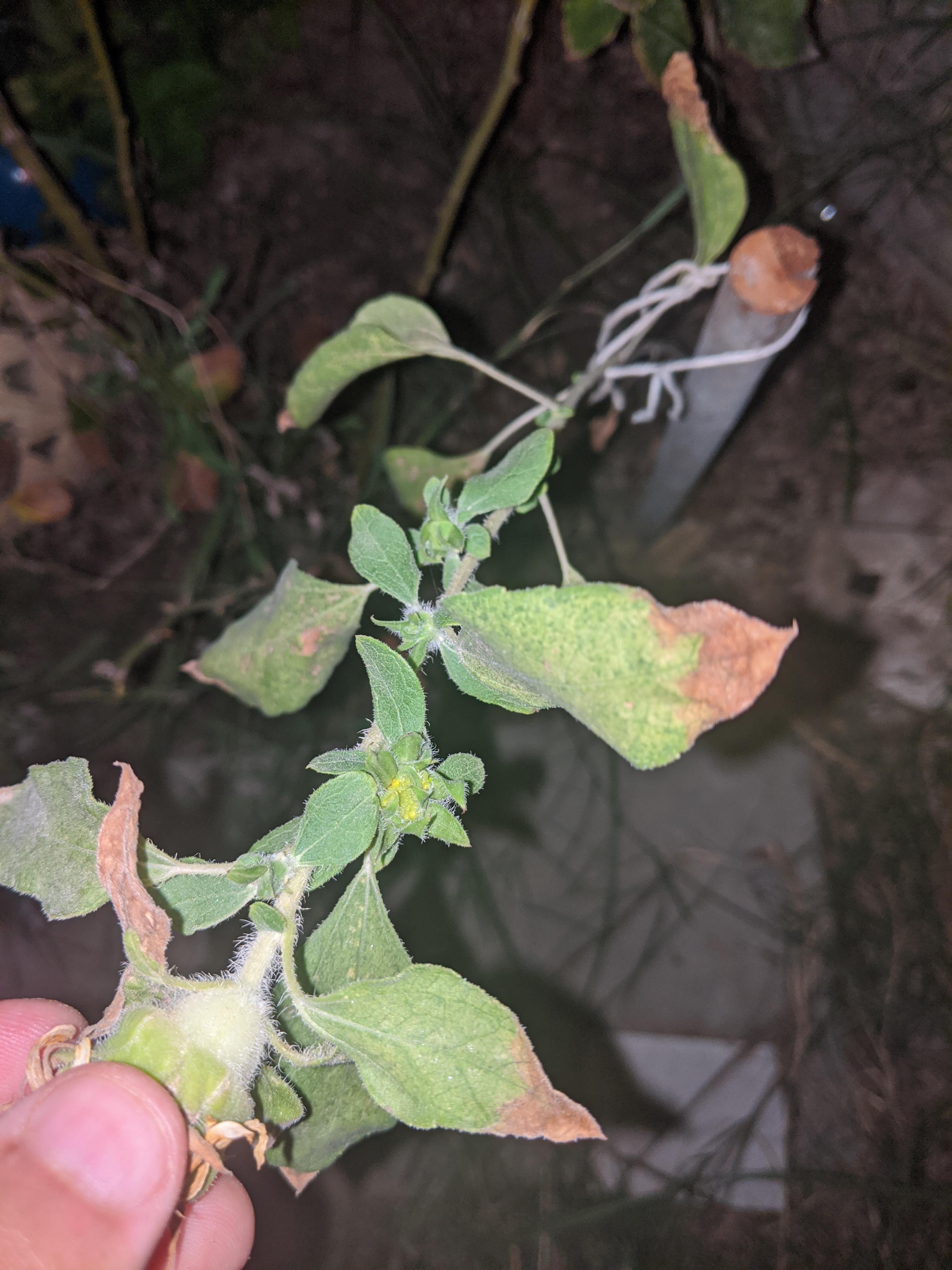 Main flower died shortly after bloom and now there is 4 or 5 growing