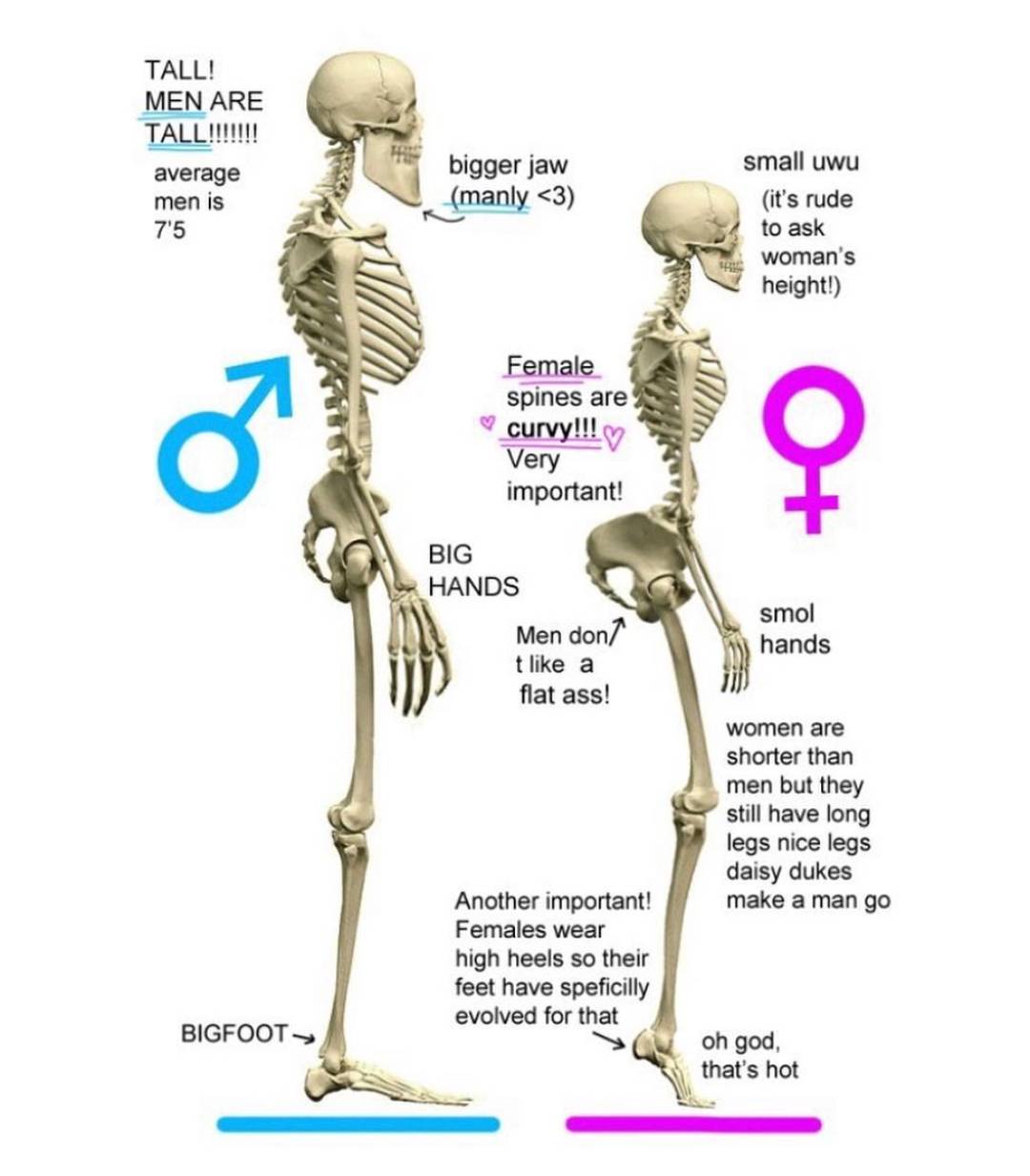 Male Vs Female Anatomy Scrolller