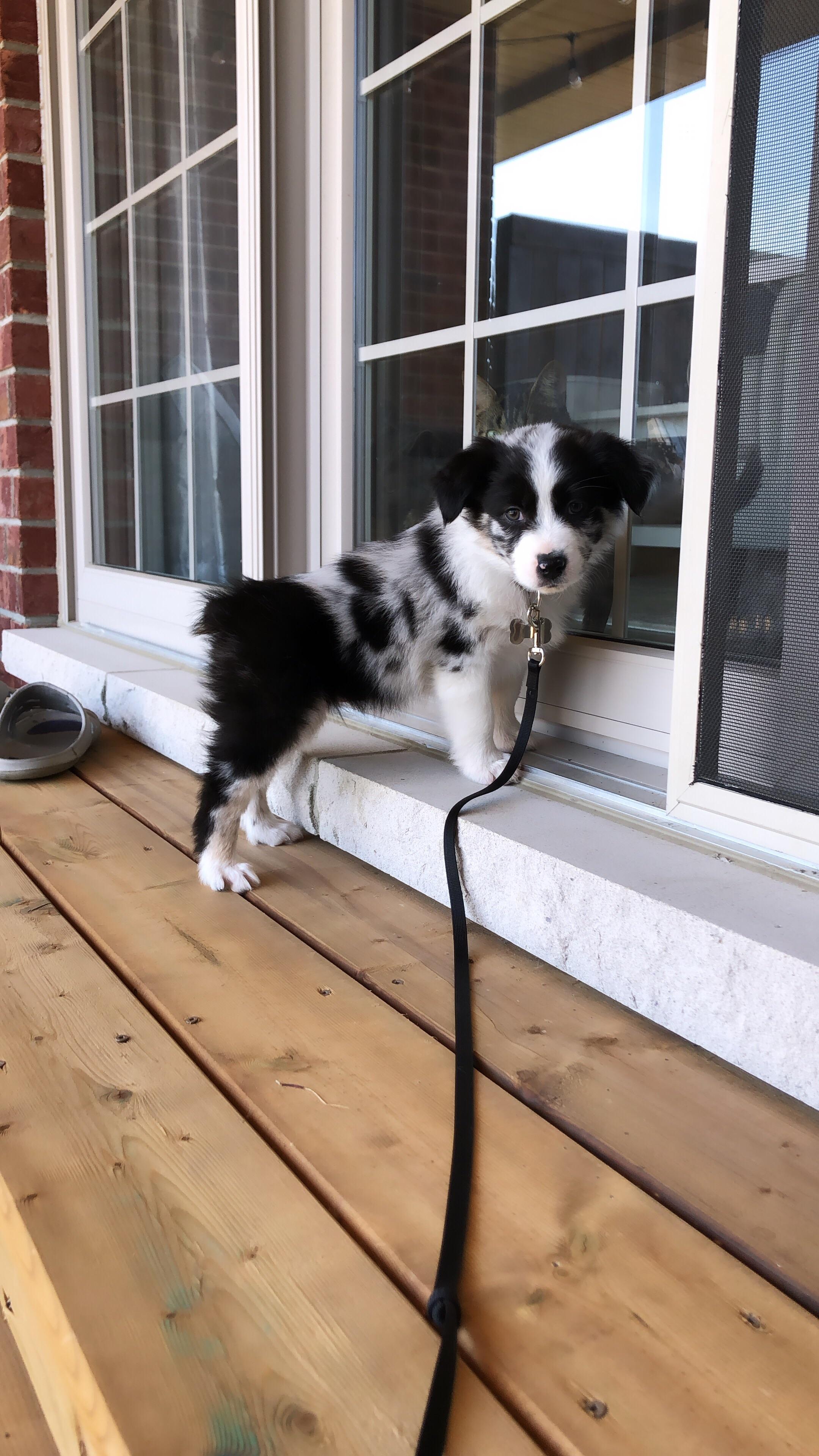 Meet Hollie the 8 week old Aussie Scrolller