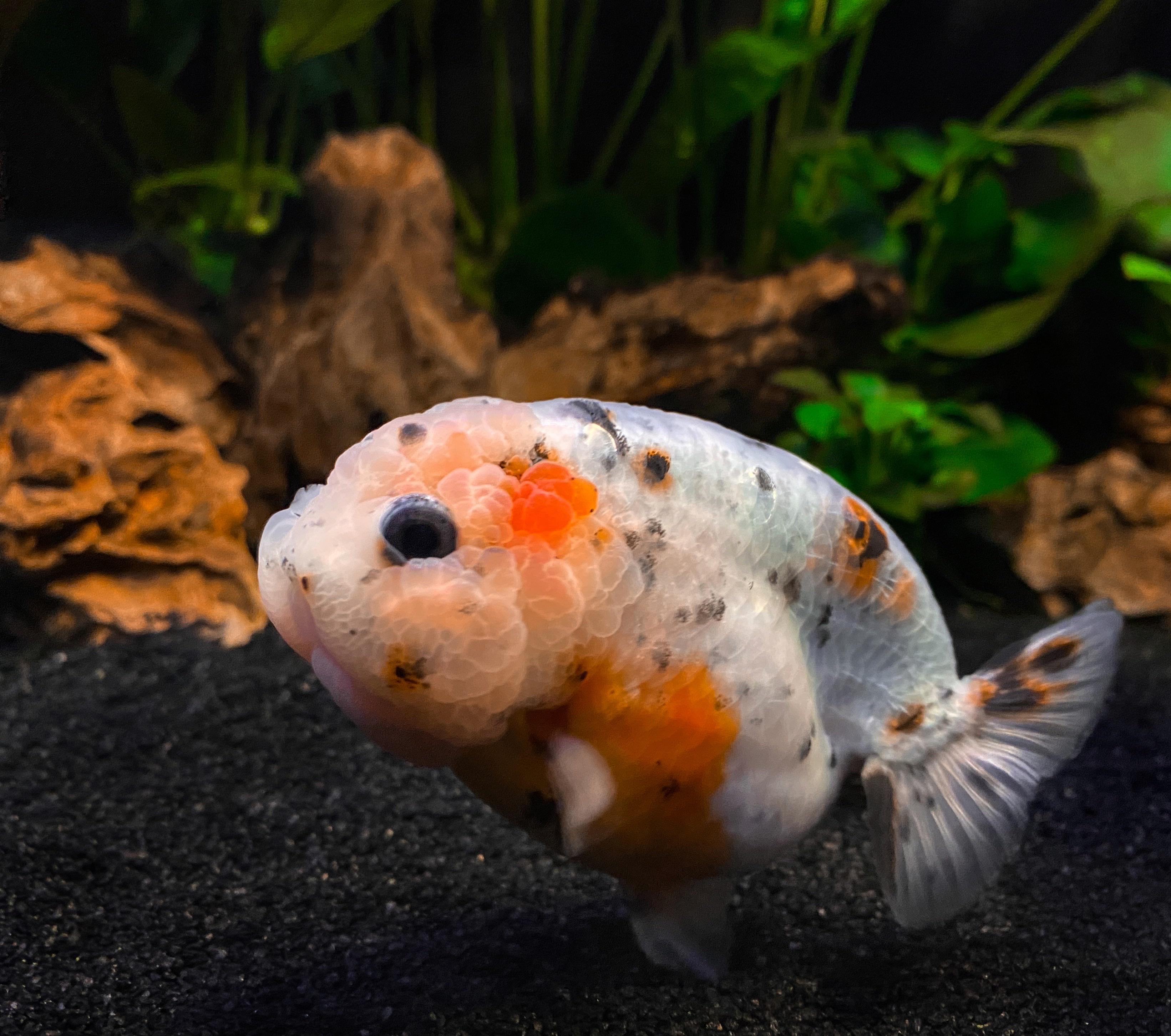 Short Tail Ranchu Meet Stardust, my chubby short tail calico ranchu. | Scrolller