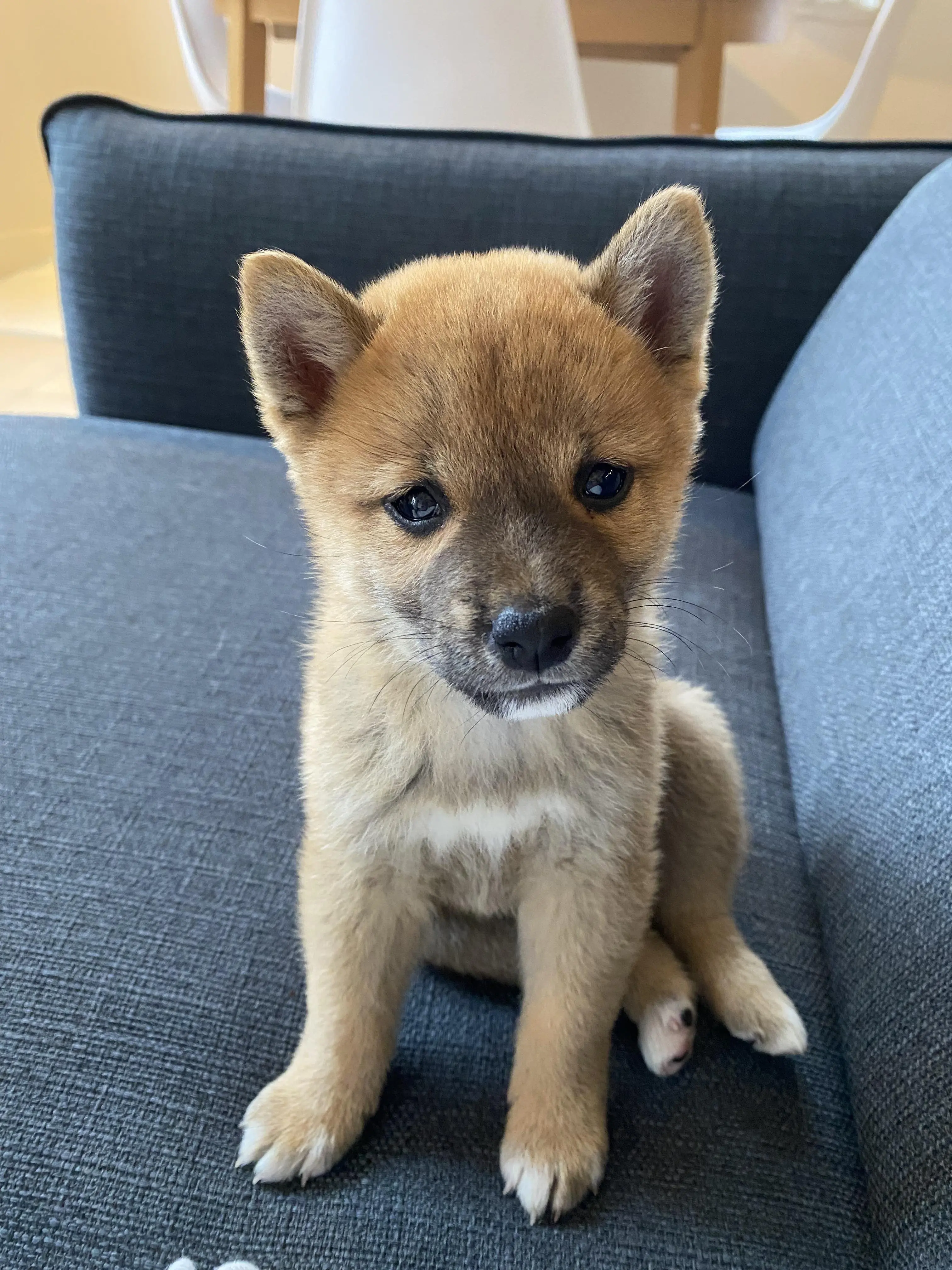 Miso’s first day home 💙