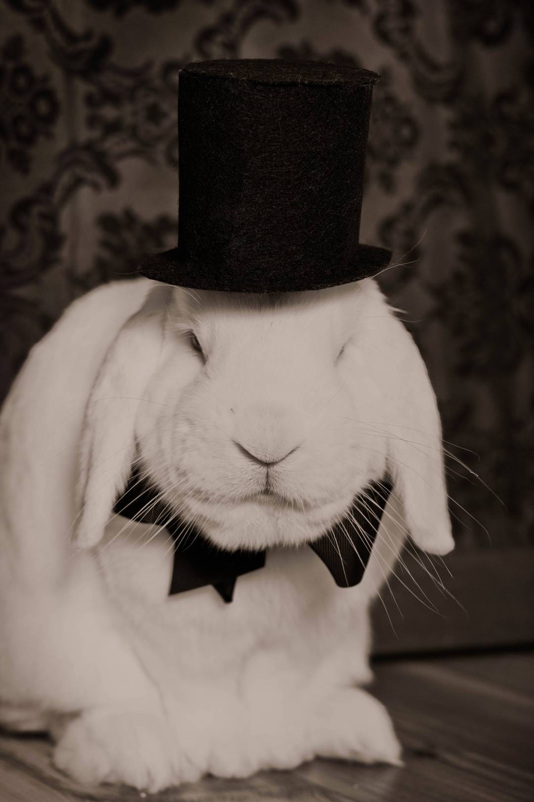 Monsieur Lapin! This is my 8 year old rabbit Mr. Bunny. | Scrolller
